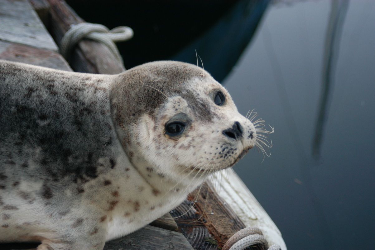 Baby Harbor Seal Wallpaper, Size: 1203x800. AmazingPict.com