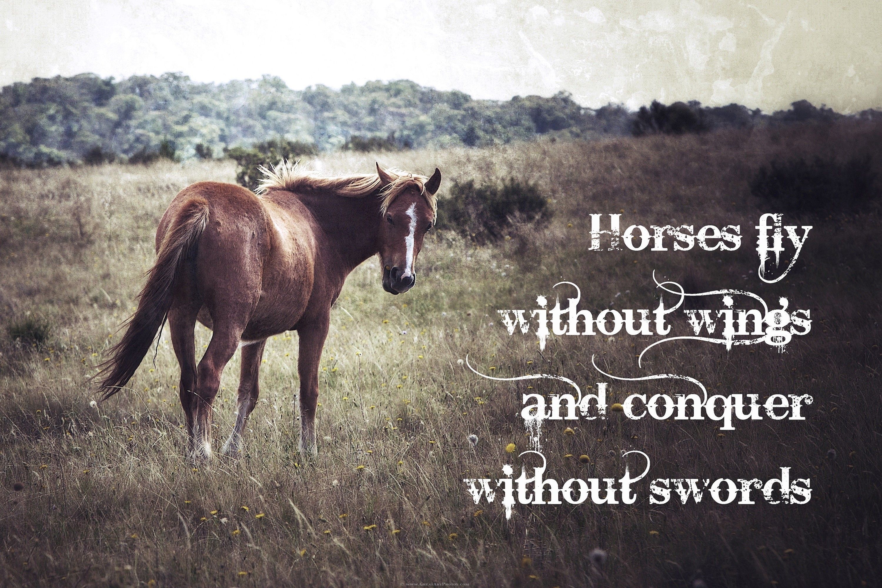 best Inspiring Horse Quotes image Quotes