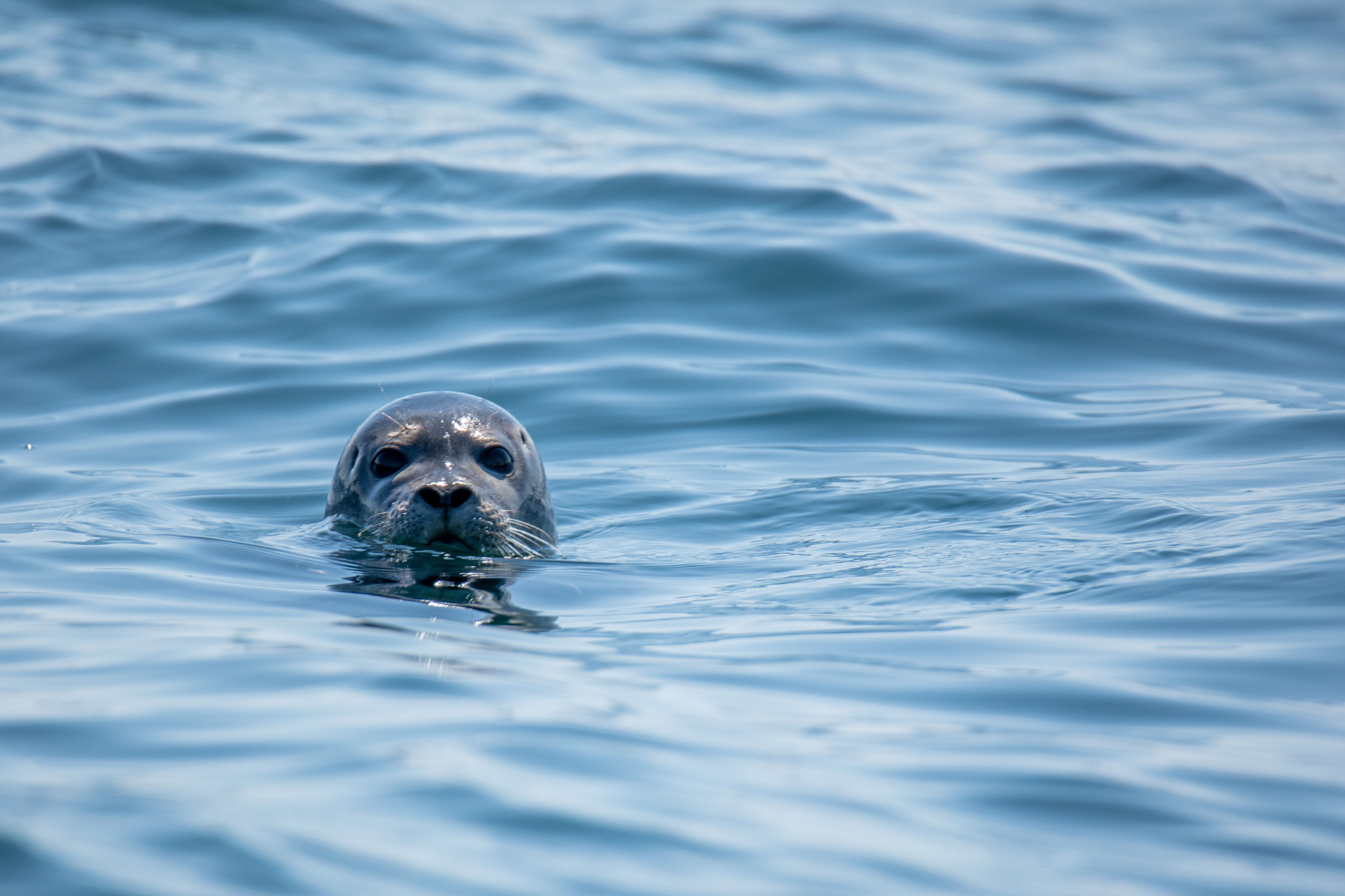 Harbor Seal Picture. Download Free Image