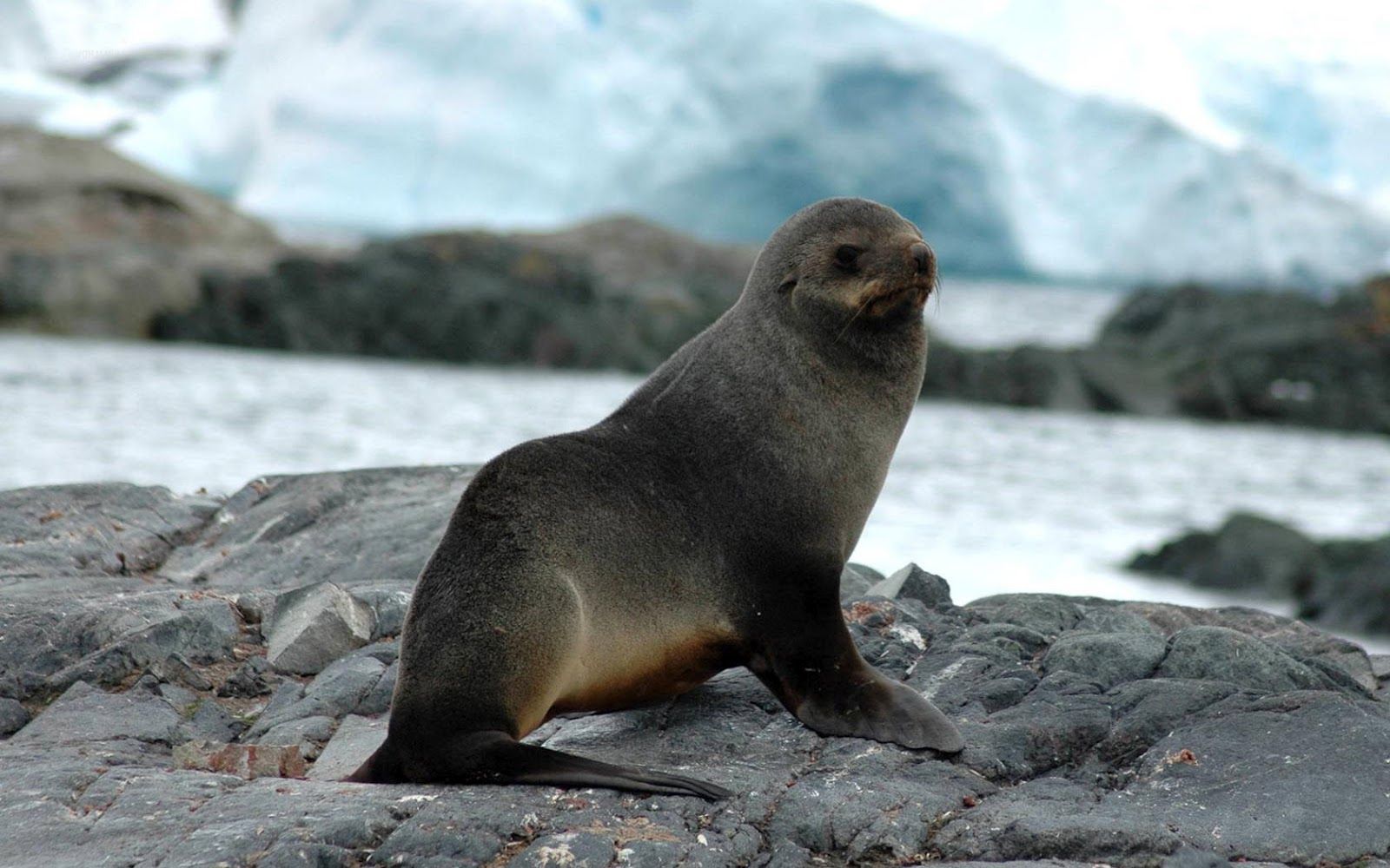 Photo of a seal sitting on the rocks. Animals beautiful, Animals