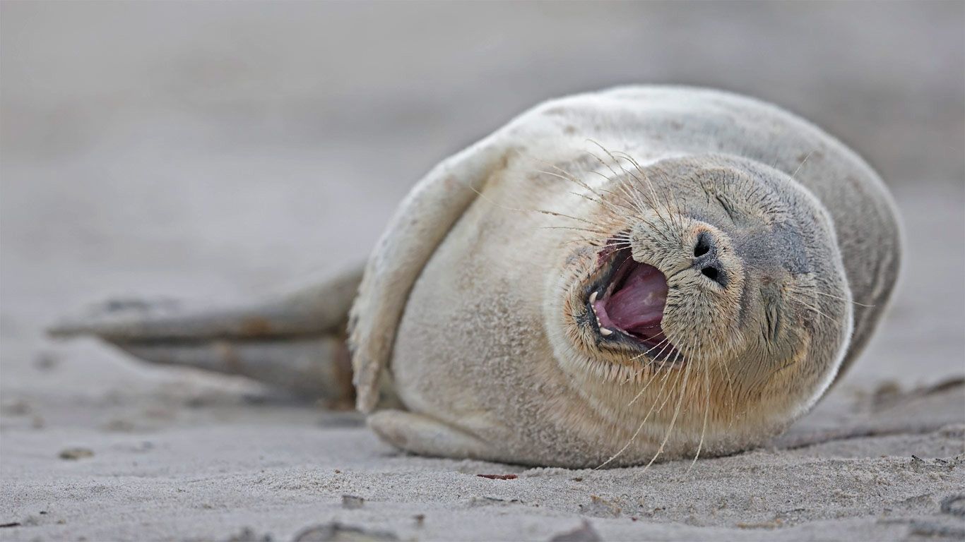 Today's Wallpaper: Harbor Seal Pup