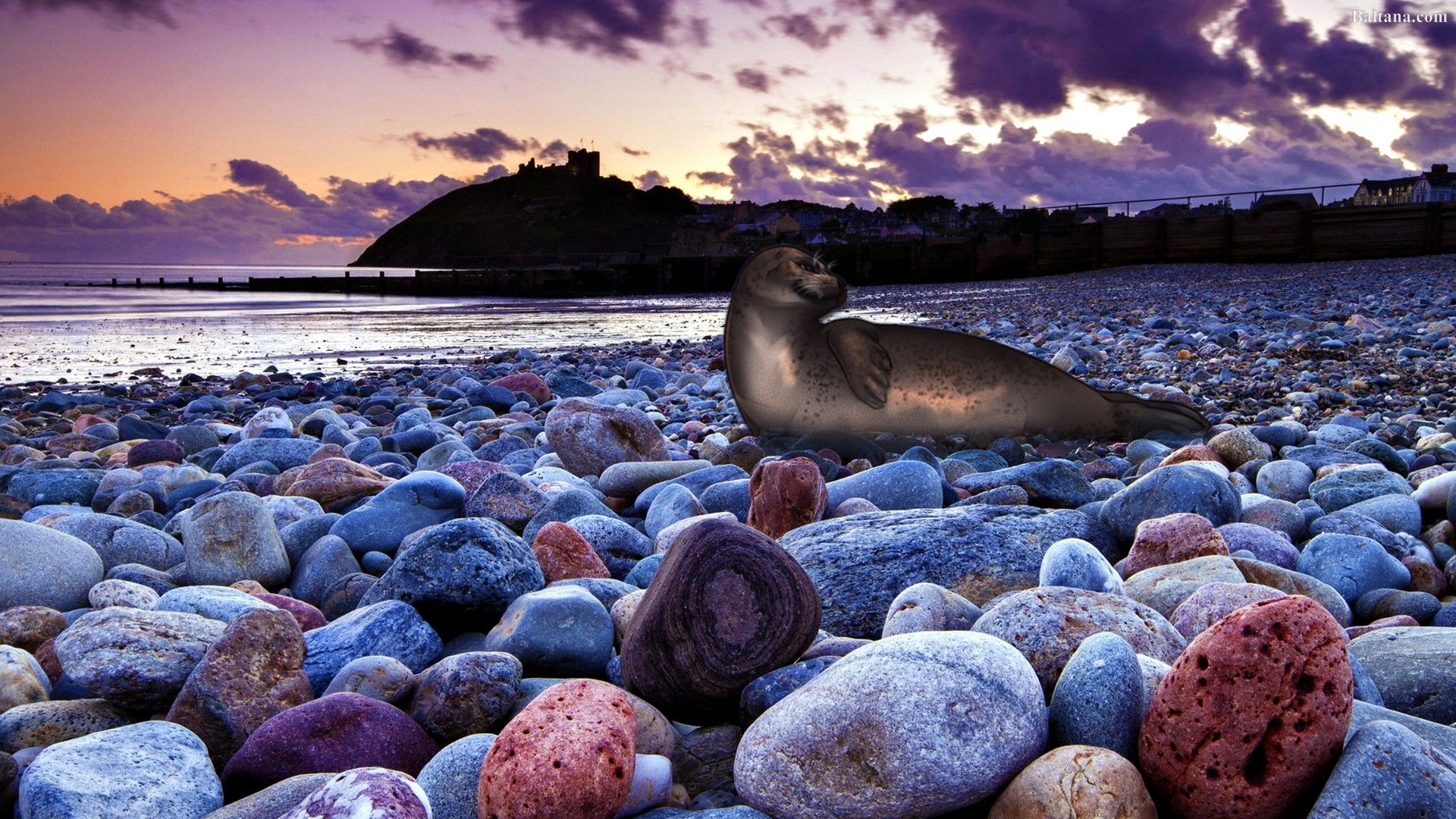 Harbor Seal HQ Desktop Wallpaper 30483