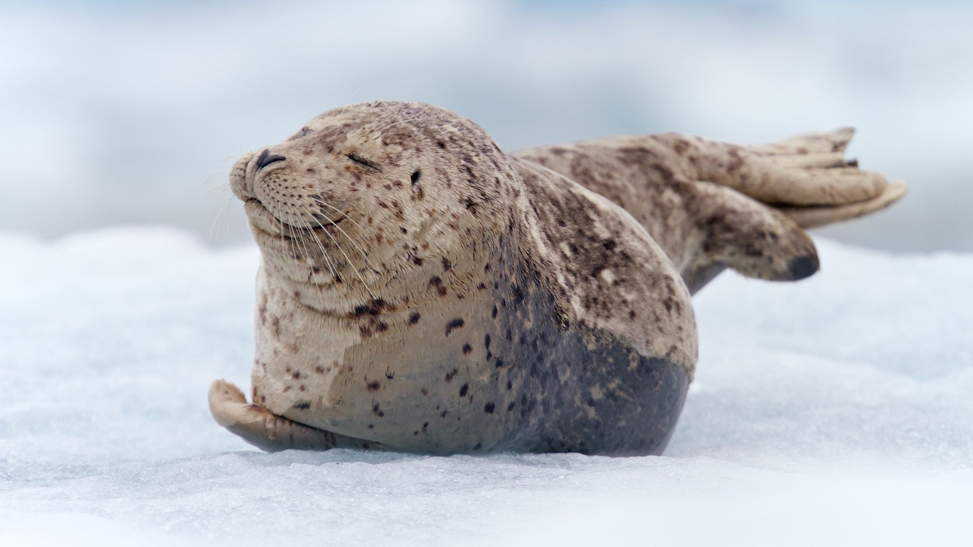 South Sawyer Glacier Harbor Seal Wallpaper