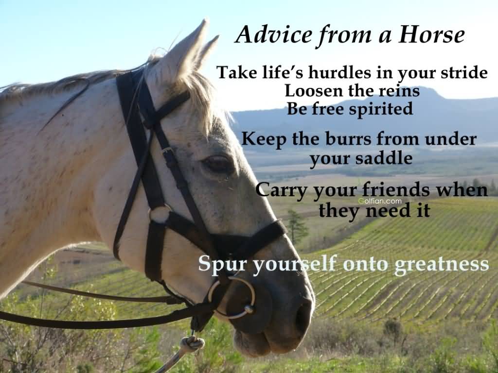 Best Horse Quotes \u2013 Funny Horses Mare Sayings Image