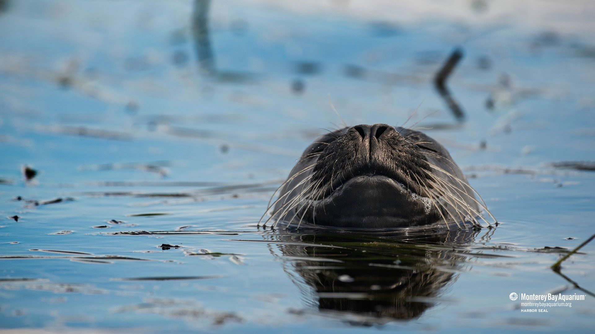 Harbor seal. Wallpaper. Monterey Bay Aquarium