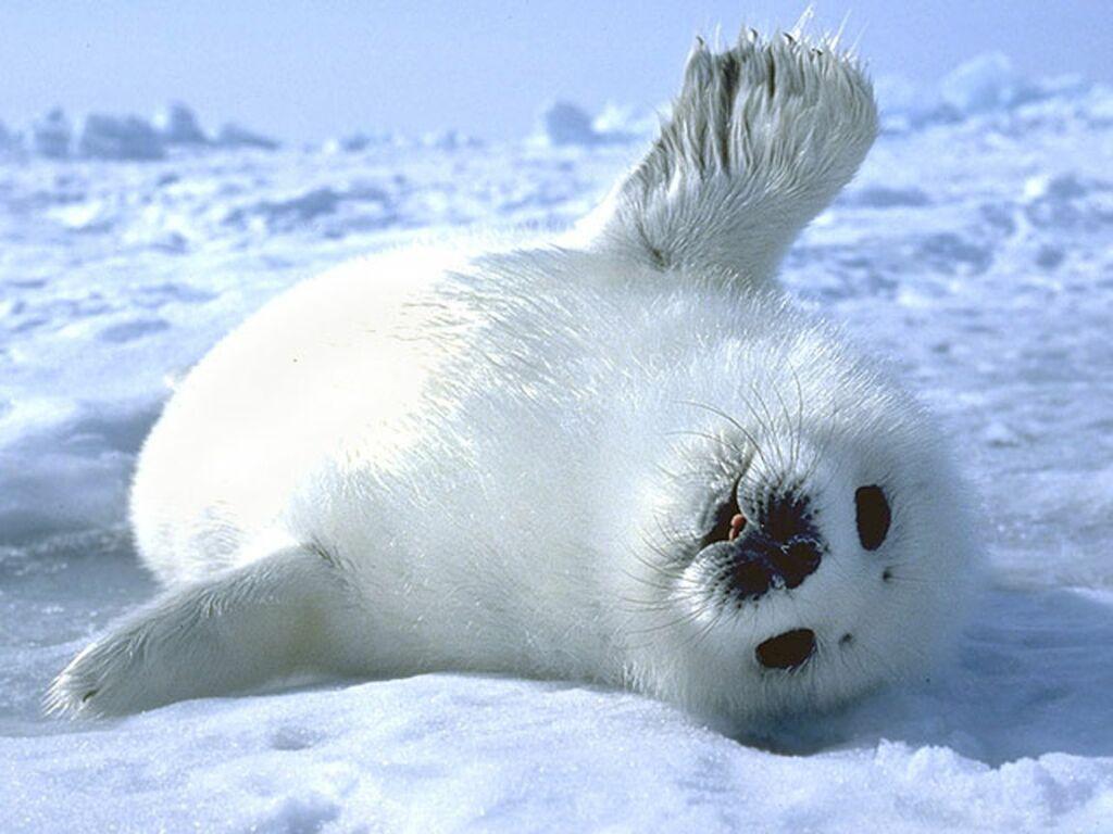 harp seal pup wallpaper