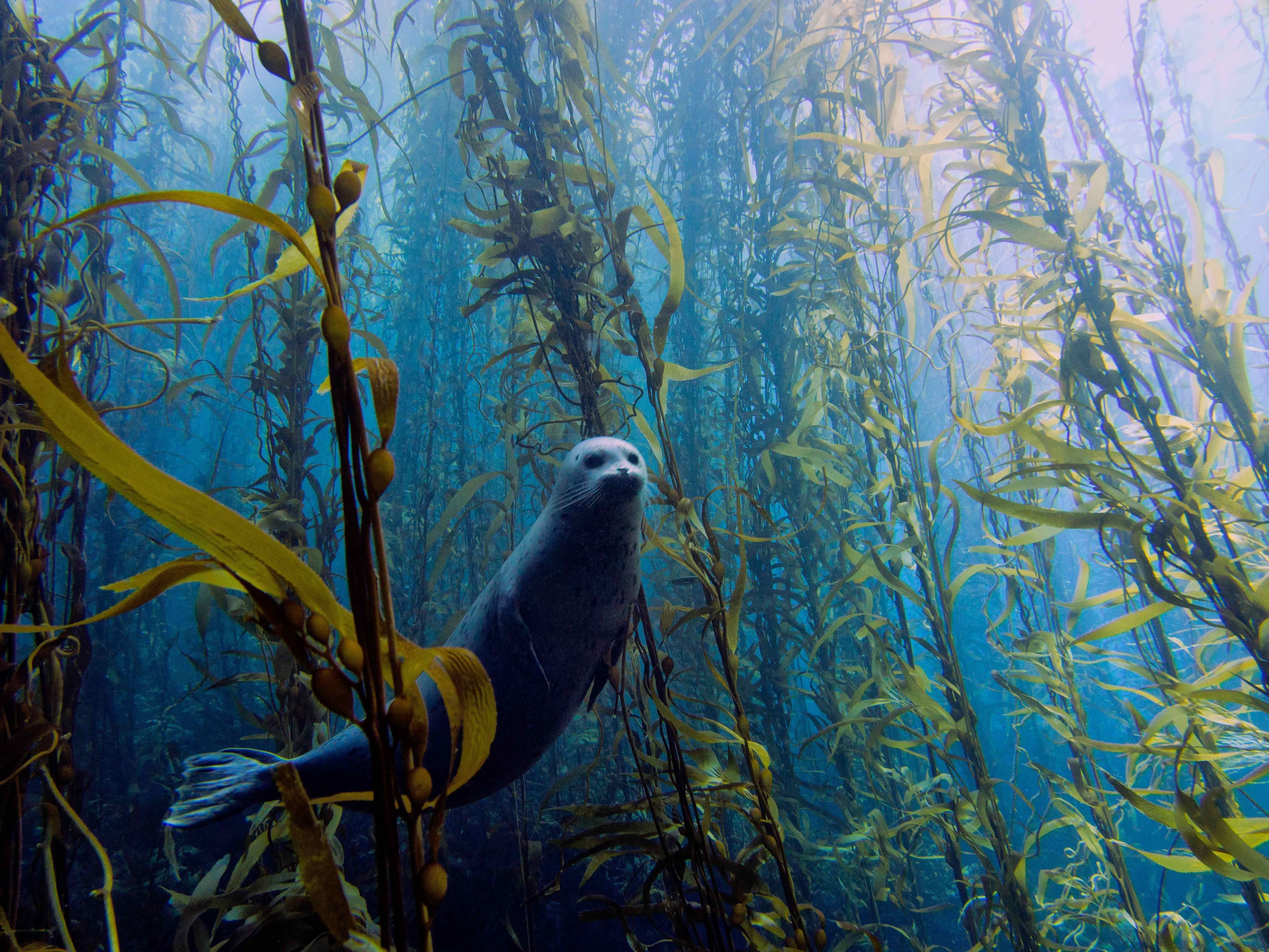 Curious harbour seal 4k Ultra HD Wallpaper. Background Image