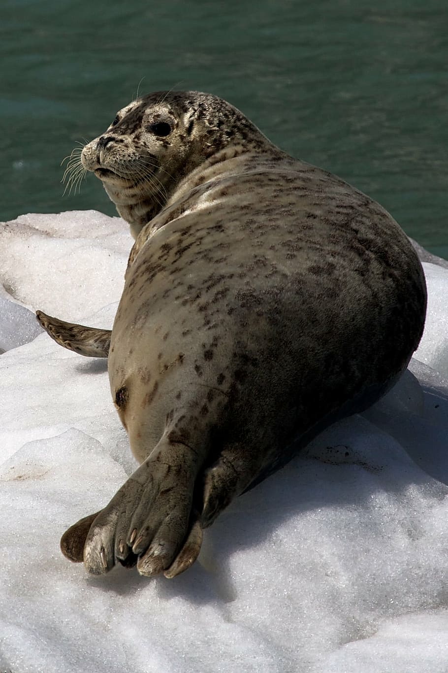 Harbor Seals 1080P, 2K, 4K, 5K HD wallpaper free download