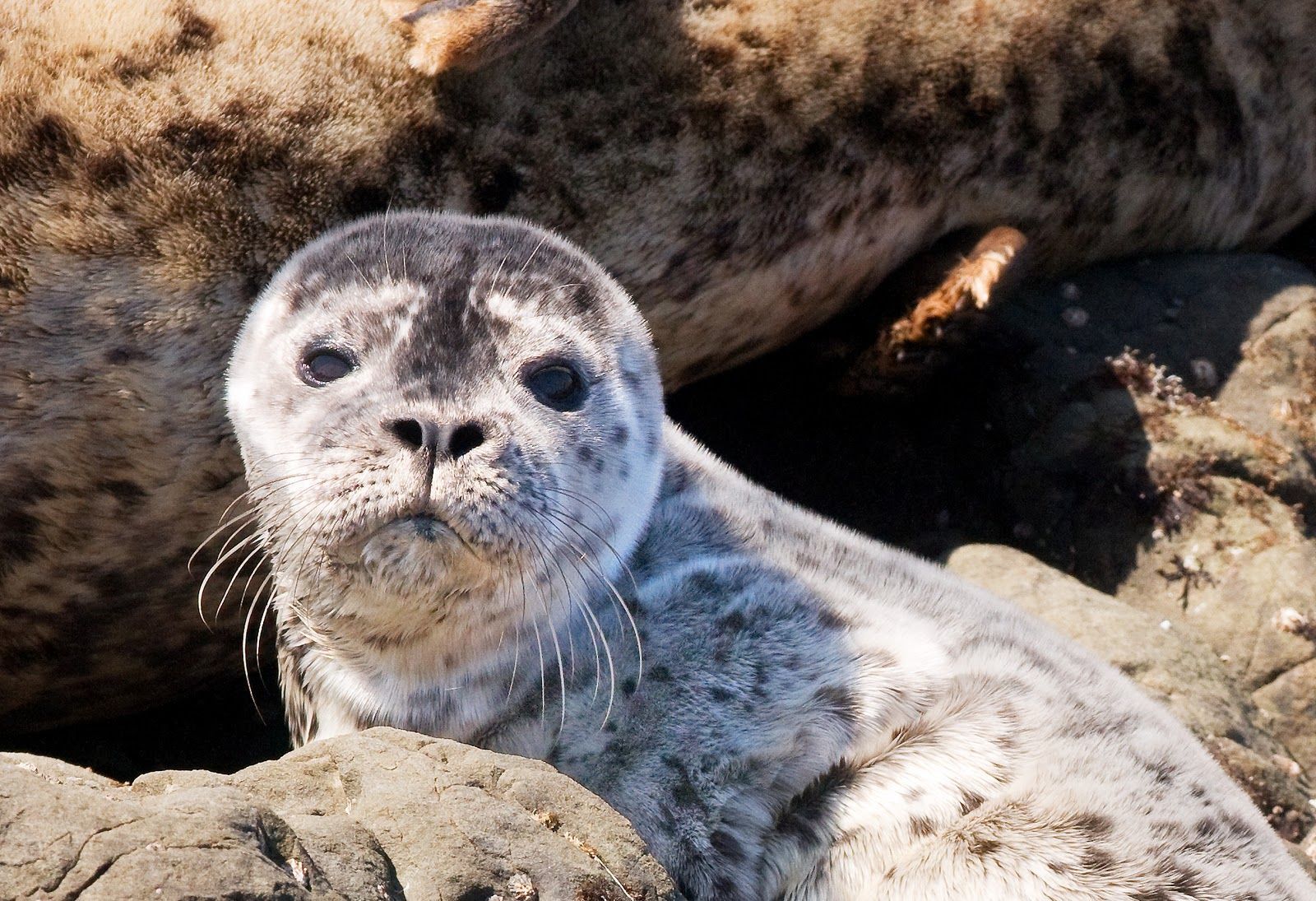 Hawaiian Monk Seal Wallpaper. Harbor Seal Teeth. Harbor seal