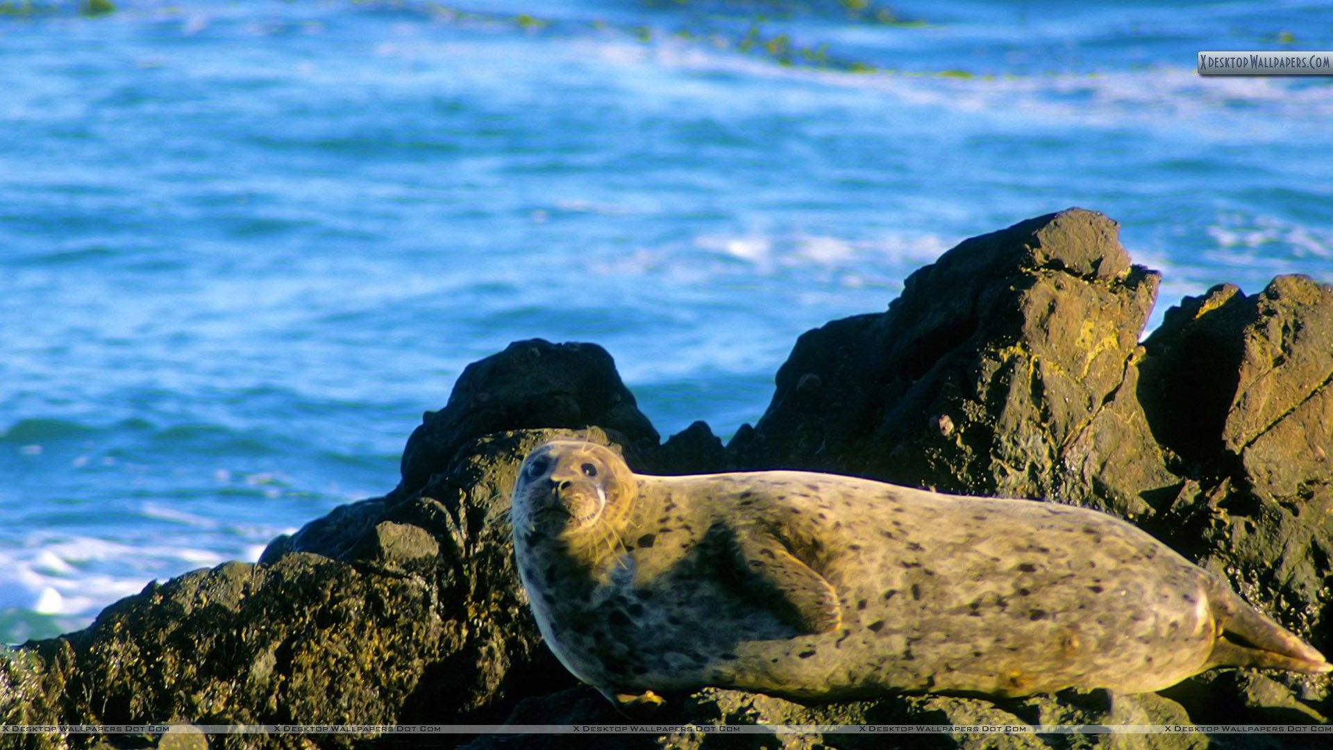 Basking in the Sunshine, Harbor Seal Wallpaper