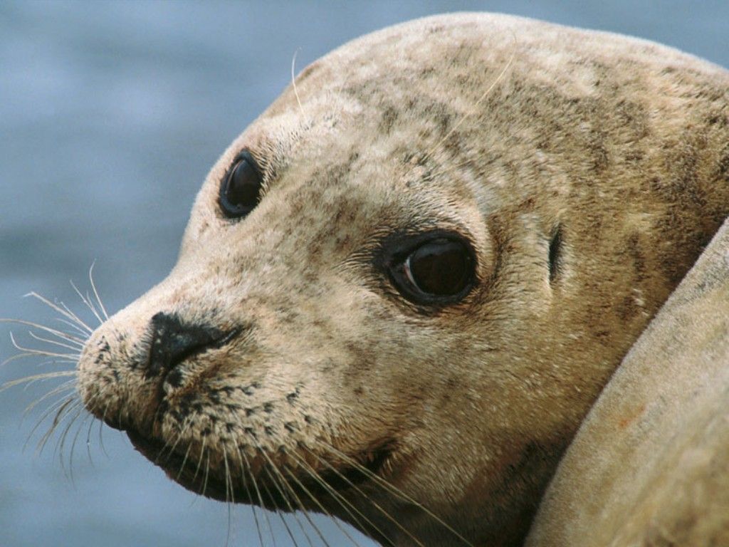 Harbor Seal < Animals < Life < Desktop Wallpaper