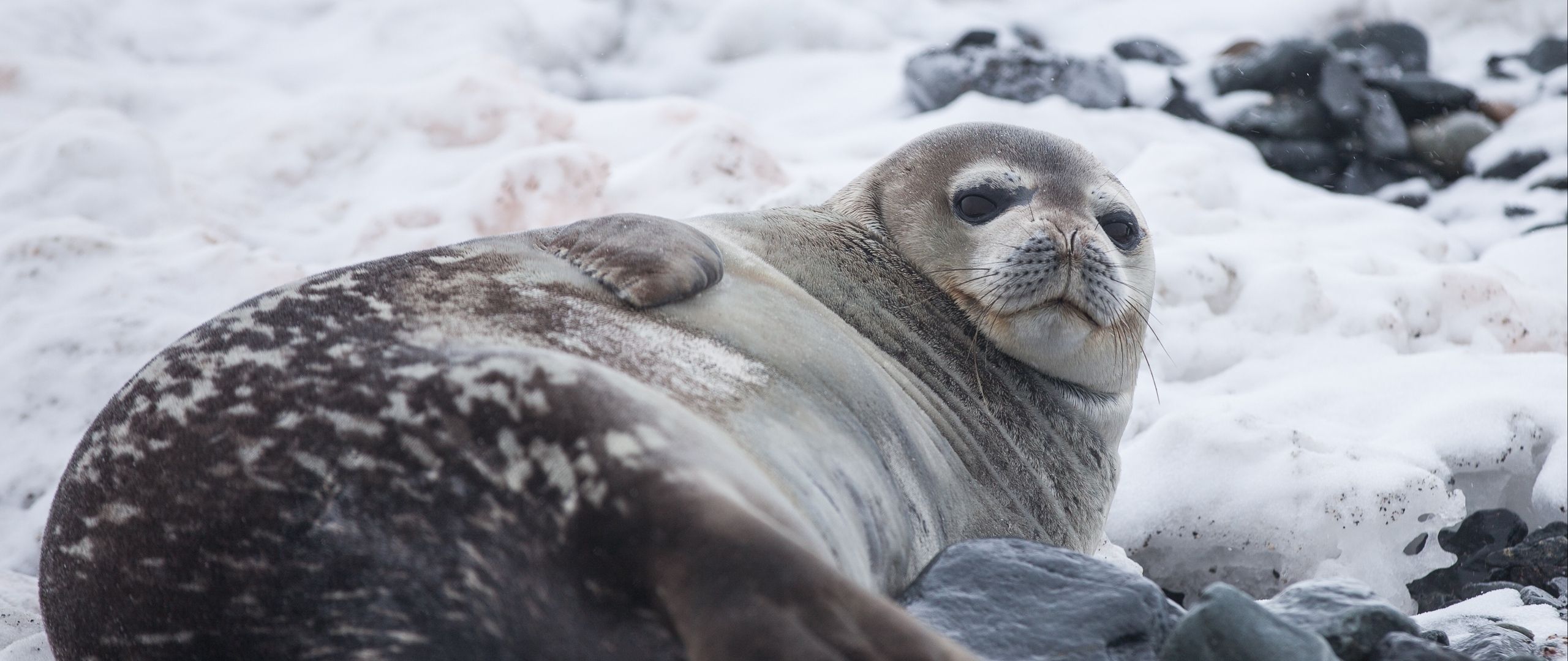 Download wallpaper 2560x1080 seal, fat, lying dual wide 1080p HD