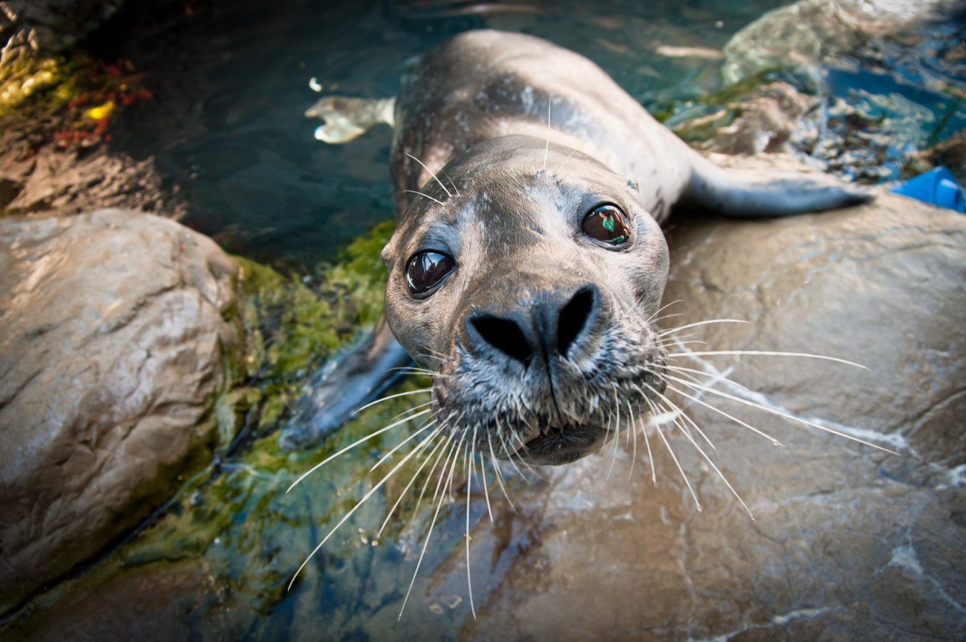 Atlantic Harbor Seals Exhibit England Aquarium