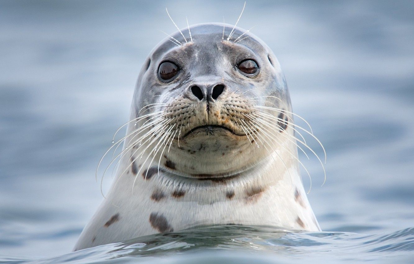 Wallpaper sea, look, face, water, portrait, Seal image