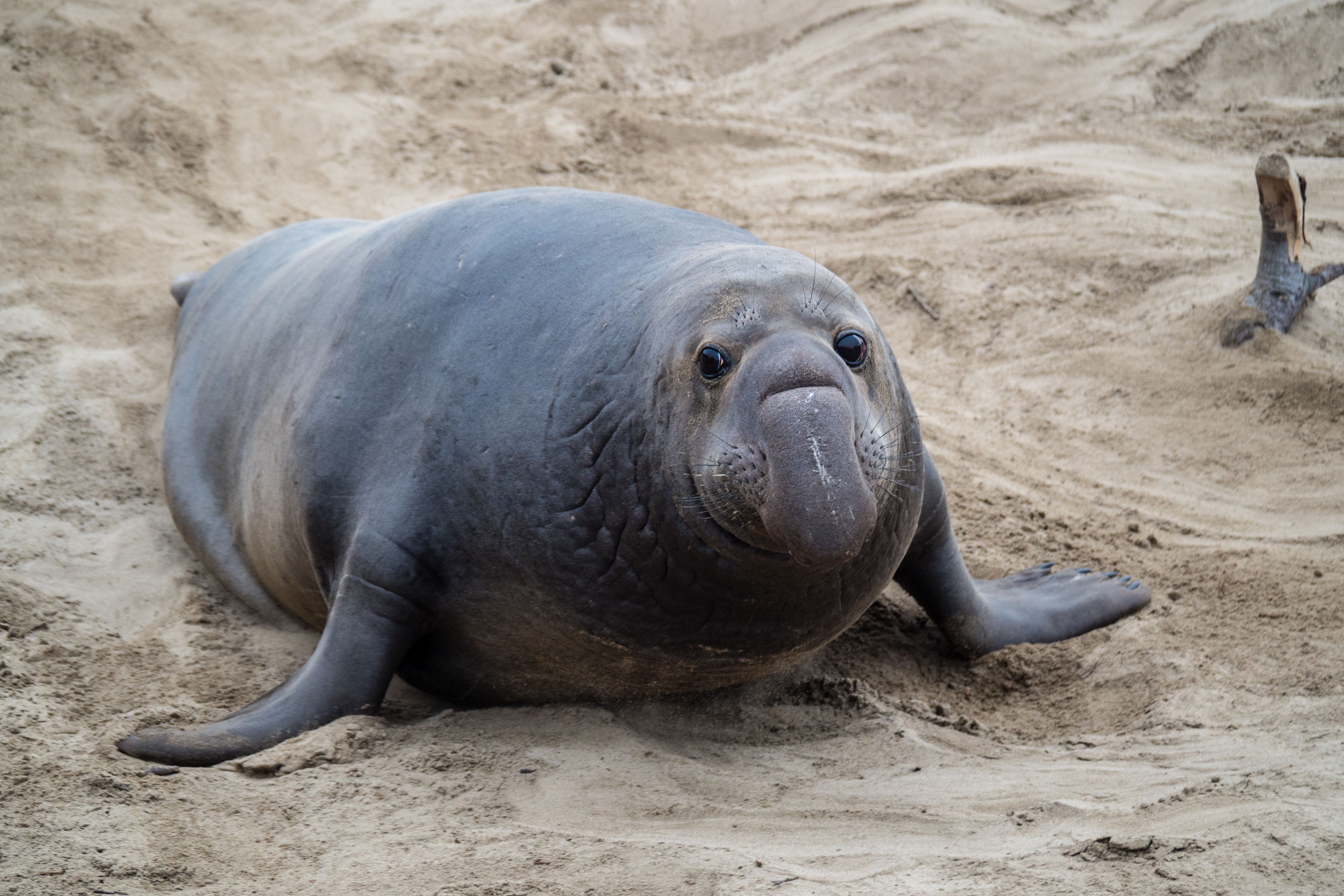 Elephant Seal Picture. Download Free Image