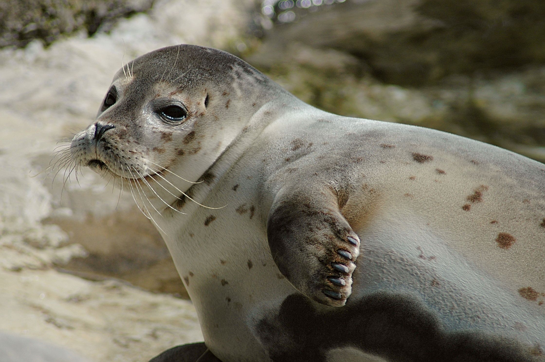 Arctic Seehund German Seal Wallpaper HD Download