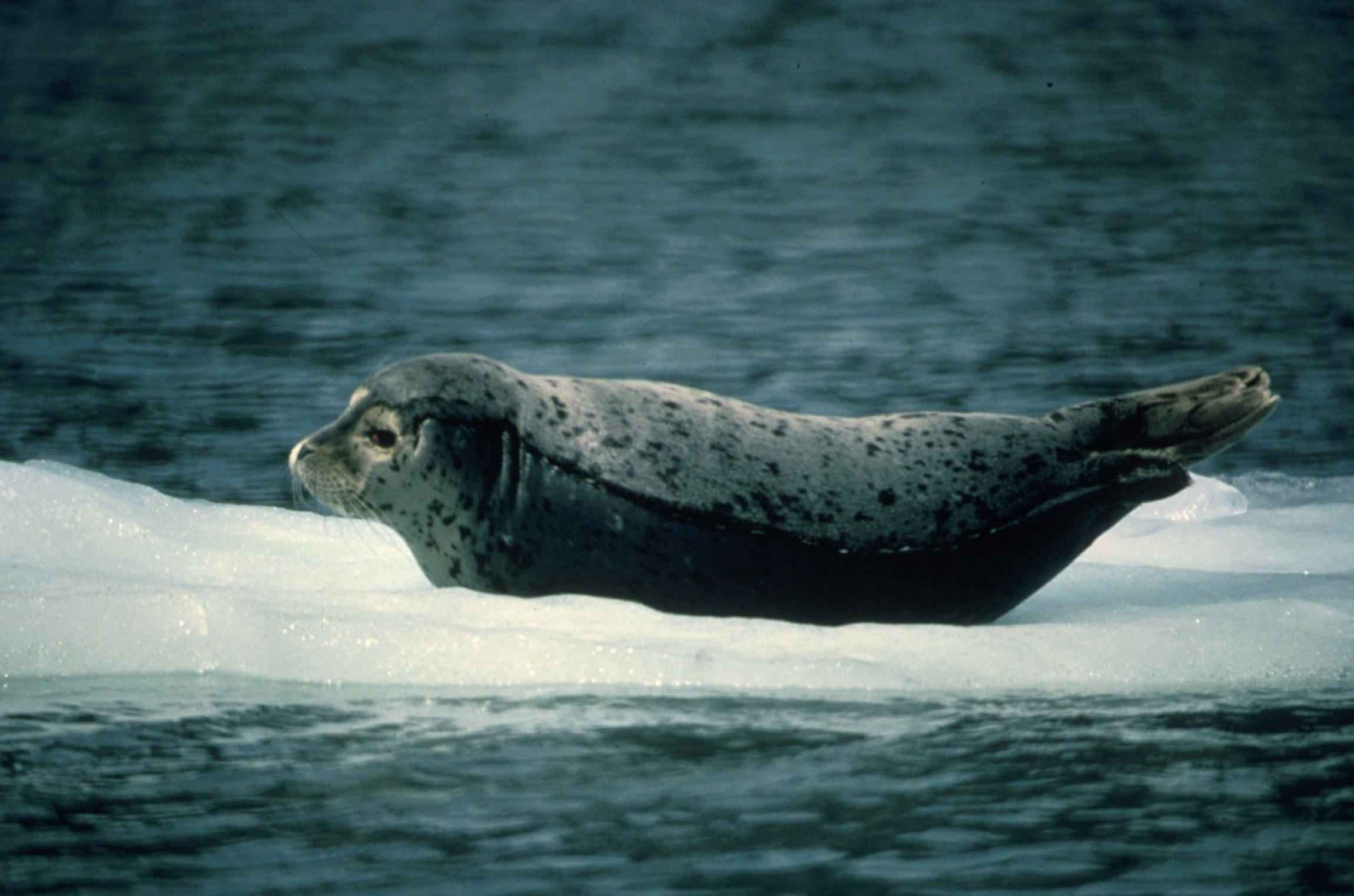 Harbor seal free image, public domain image