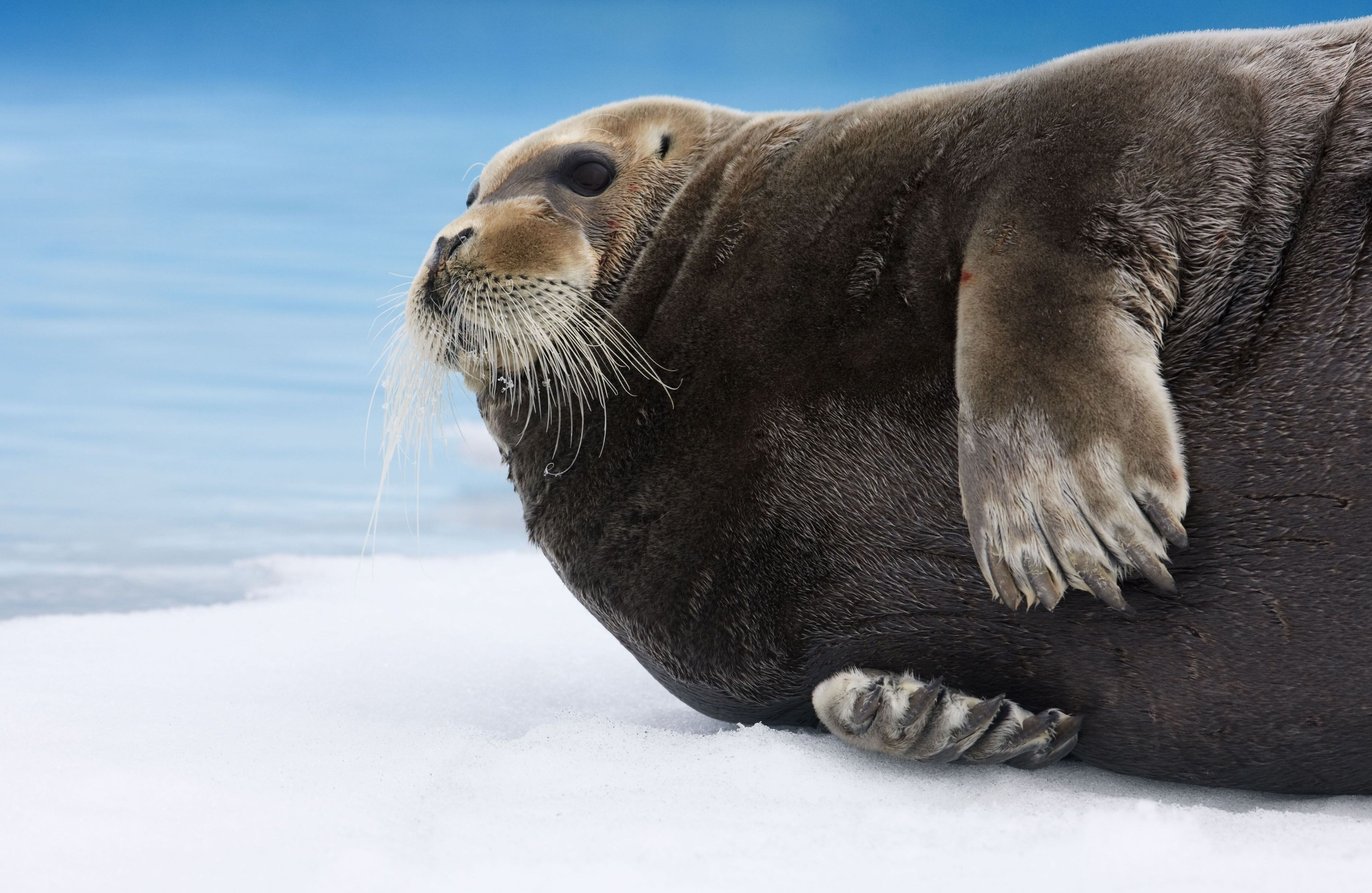 bearded seal 4k desktop wallpaper for computer. Animals