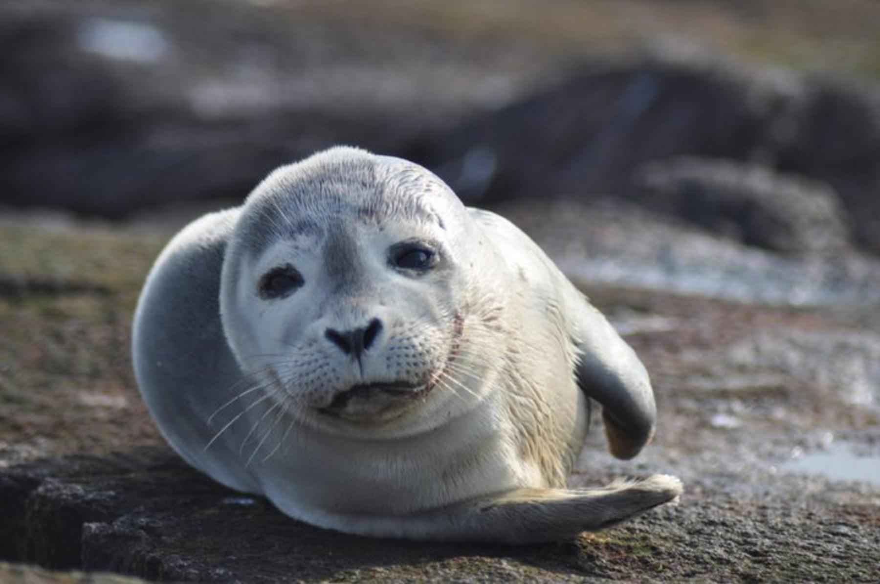 Harbor seal free image, public domain image