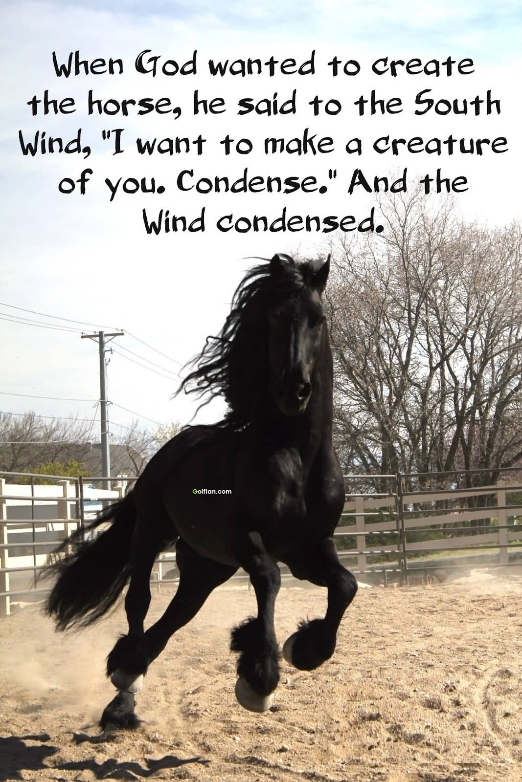Horse Love Quotes and Sayings. Love quotes collection within