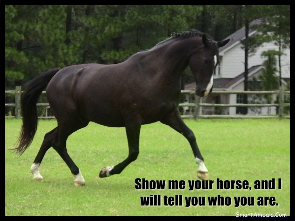 funny horse photos with captions