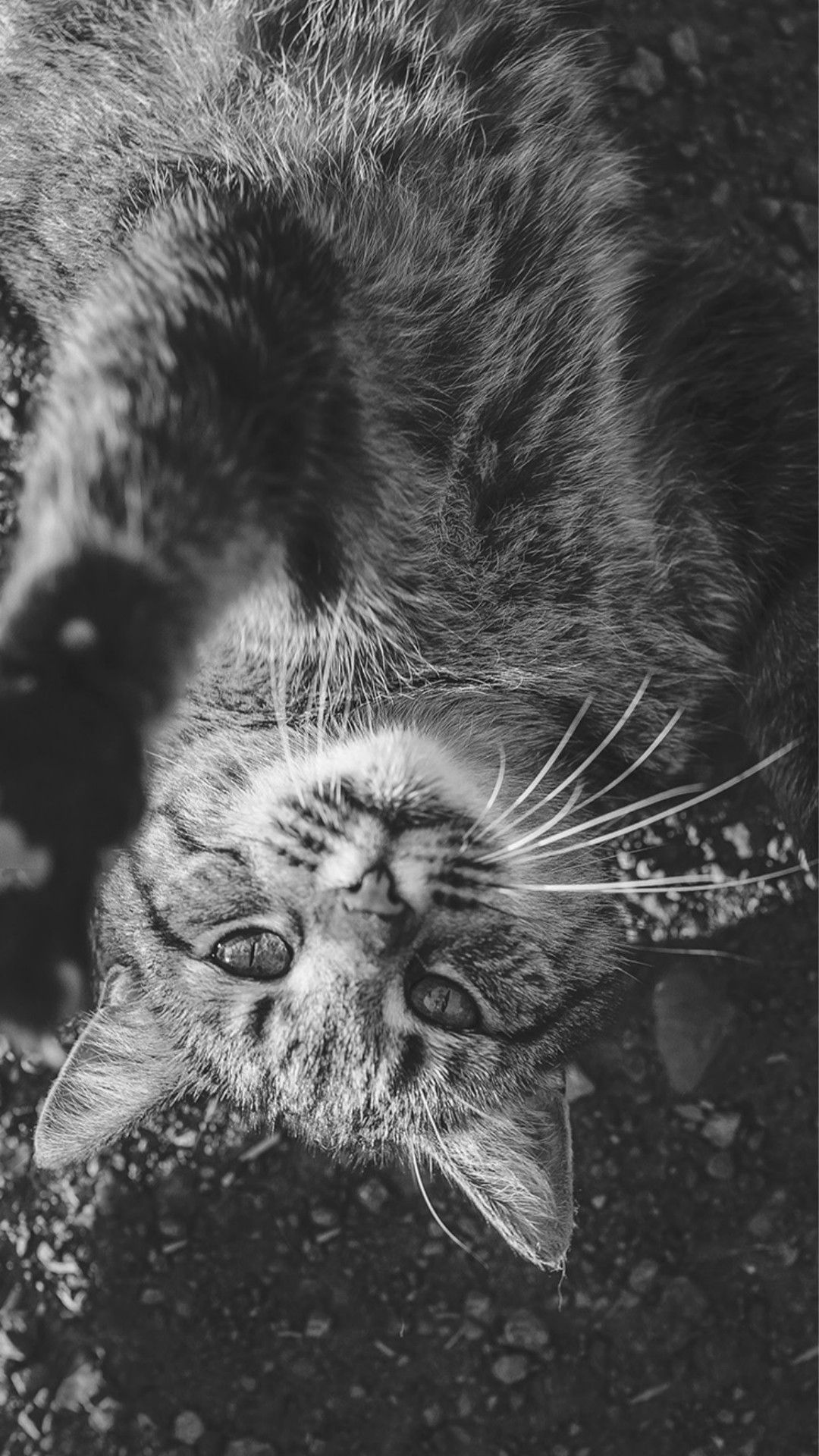 Nature Cute Lying Animal Cat Dark iPhone Wallpaper HD 4k High