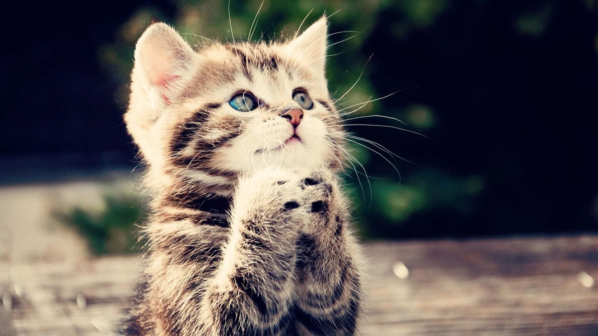 Animals Praying kitten Kitten Cat HD Wallpaper. Download Desktop