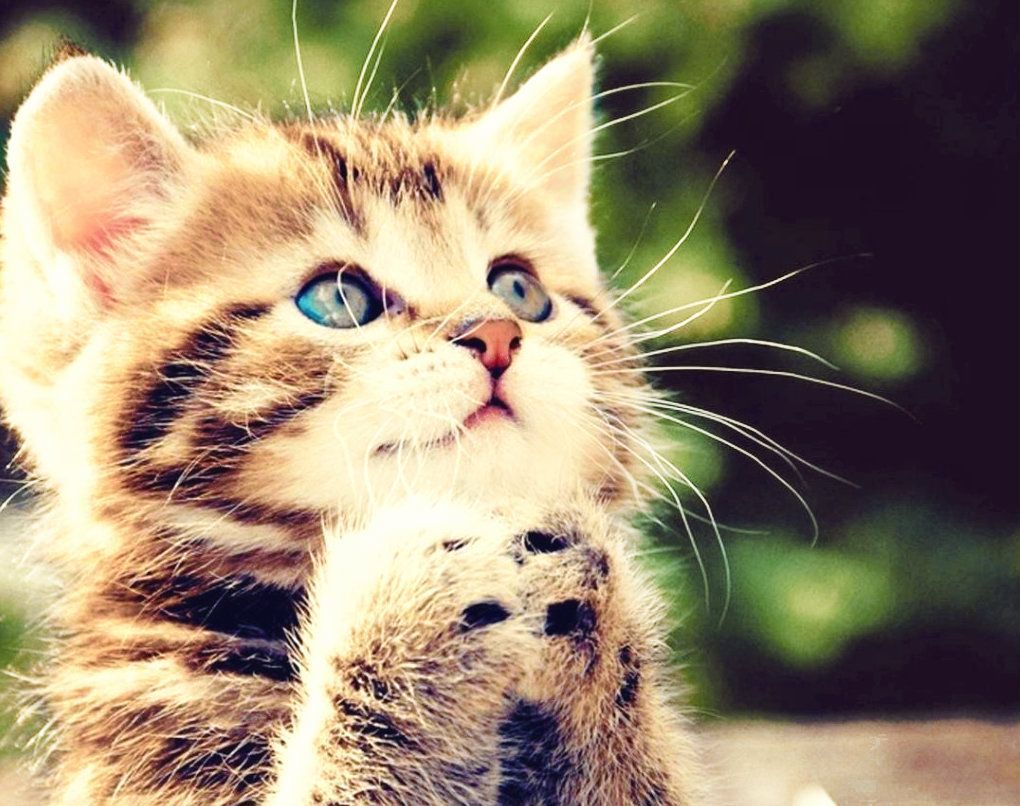 Praying Kitten. Kittens cutest, Cute animals, Kitten wallpaper