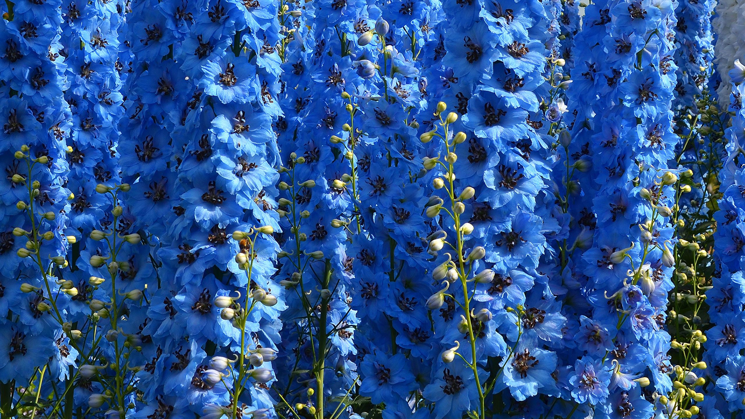 image Light Blue flower Delphinium Closeup 2560x1440