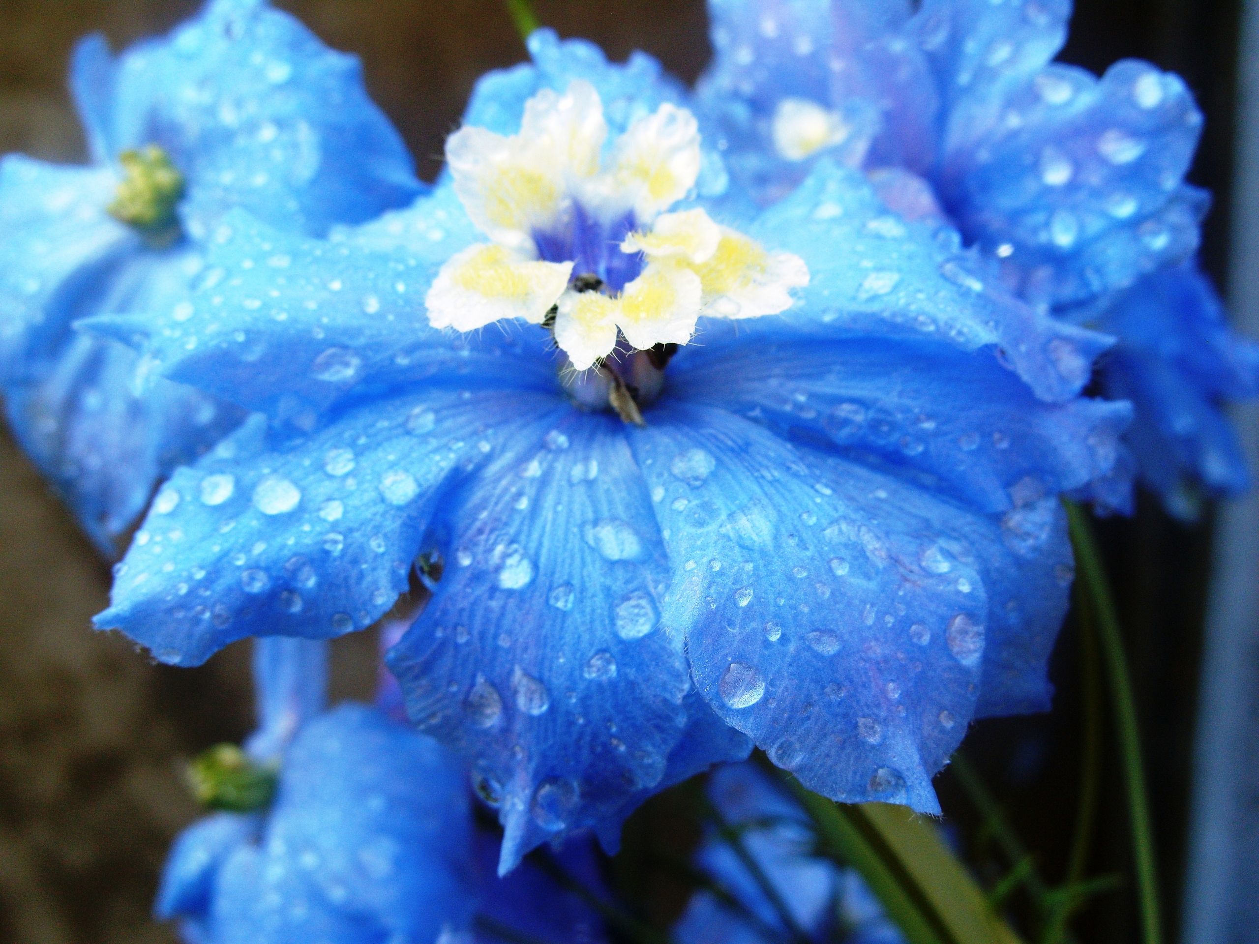 Delphinium. Blue flower picture, Delphinium flowers, Flowers