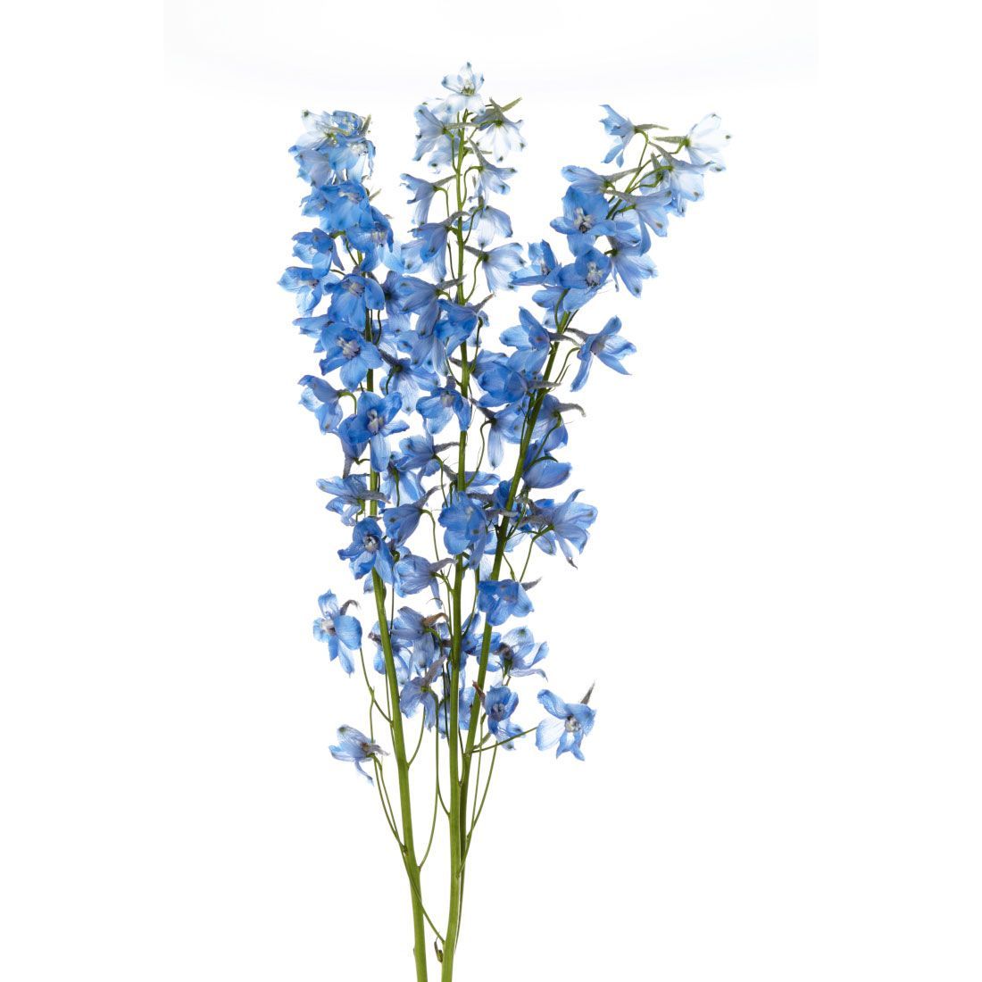 Delphinium, Light Blue. Blue flower wallpaper, Delphinium