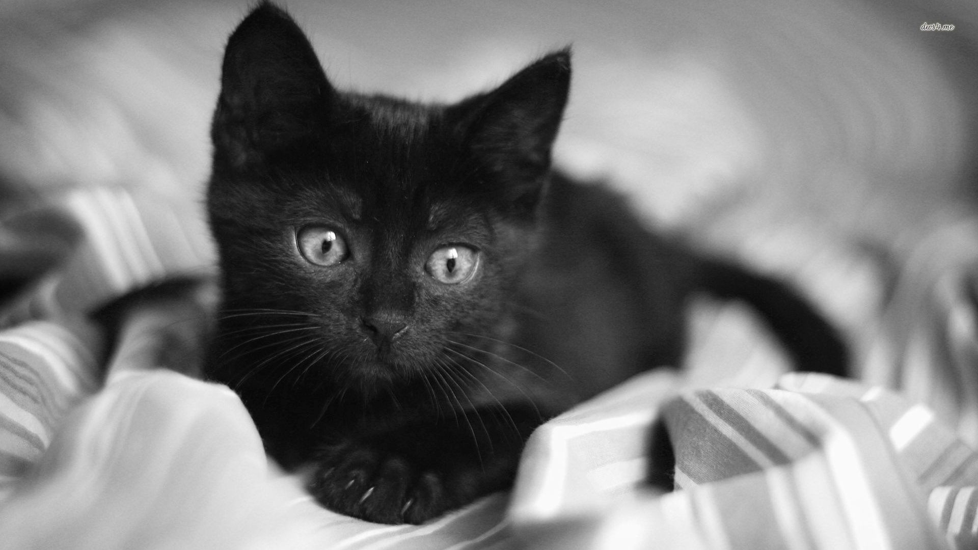 Cute Black Cat HD