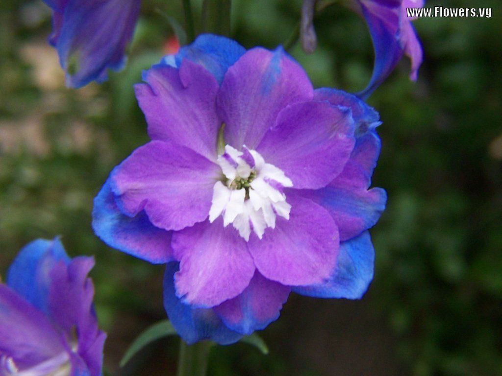 blue purple delphinium wild flower wallpaper. Larkspur flower