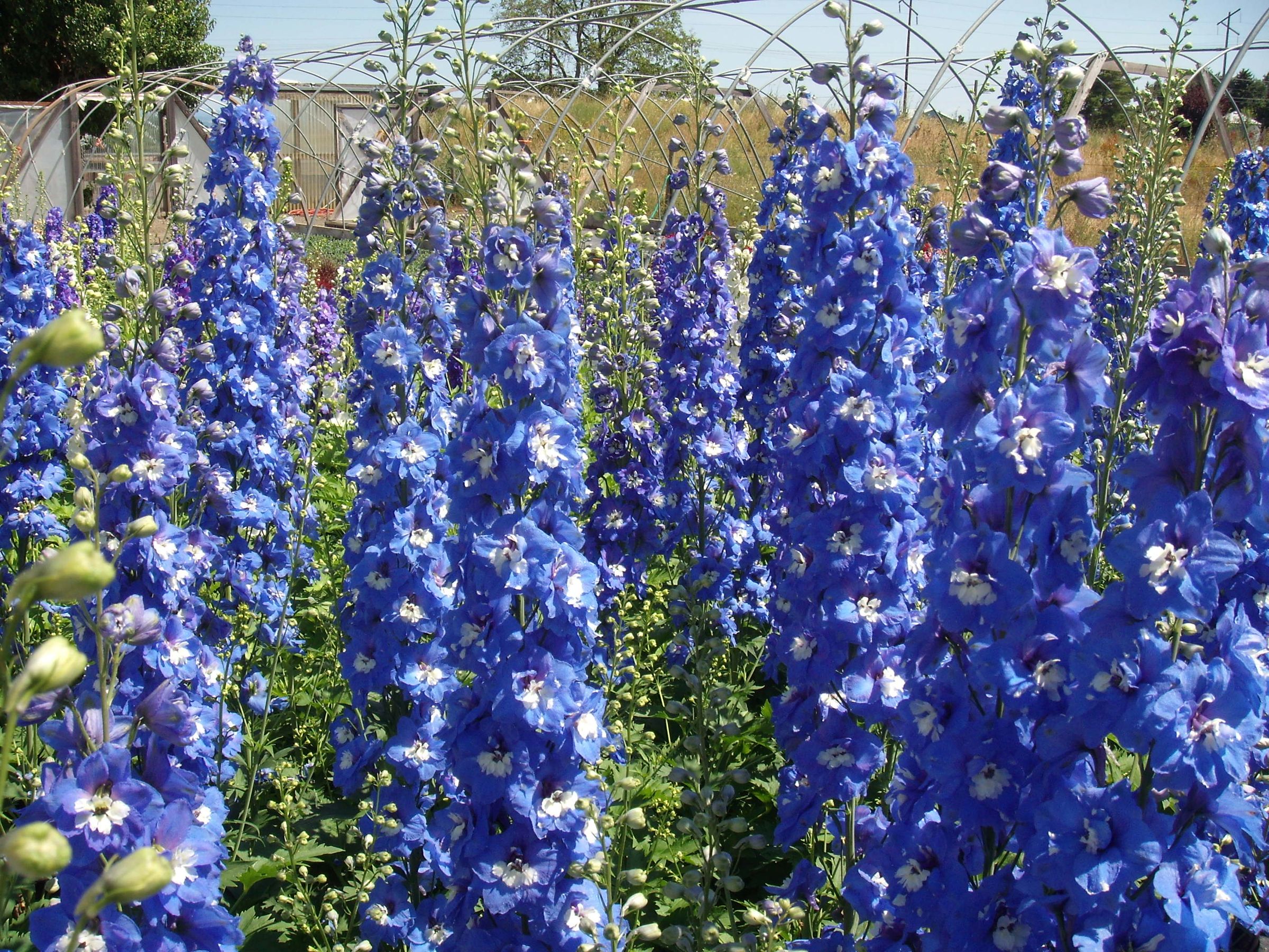 Picture Light Blue Flowers larkspur Closeup 2400x1800