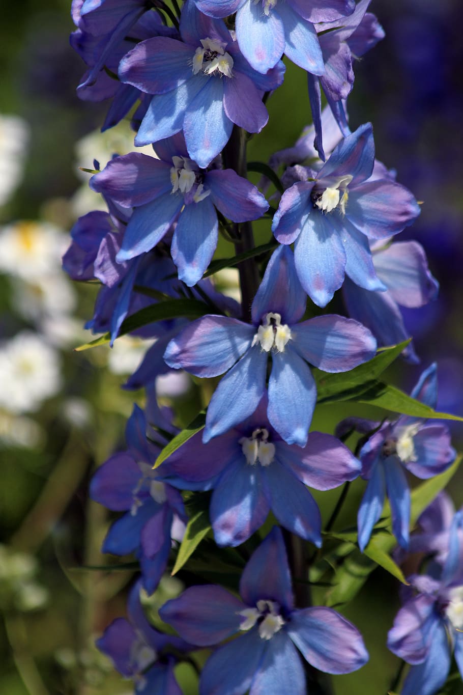 HD wallpaper: bell, blue flower, delphinium, purple, bloom, summer