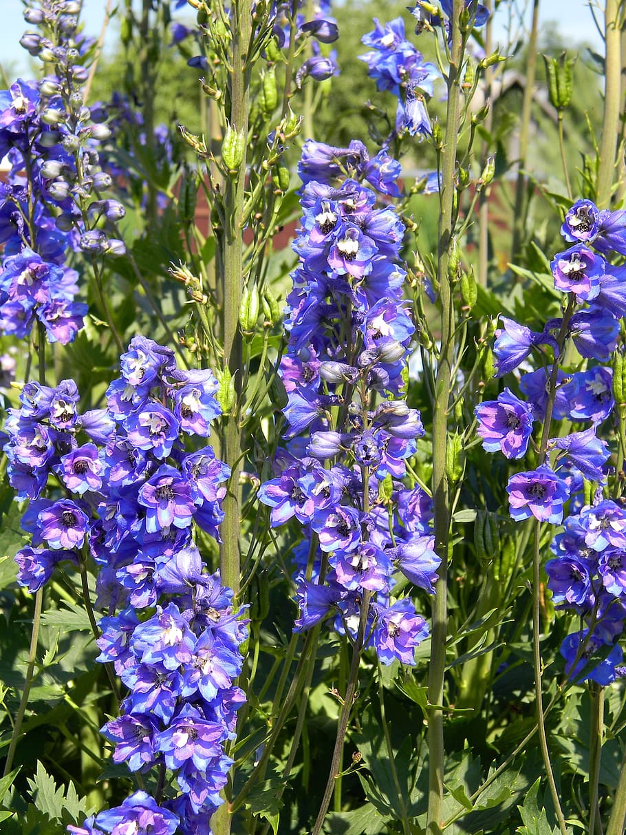 HD wallpaper: delphinium, purple delphinium, garden flowers, blue