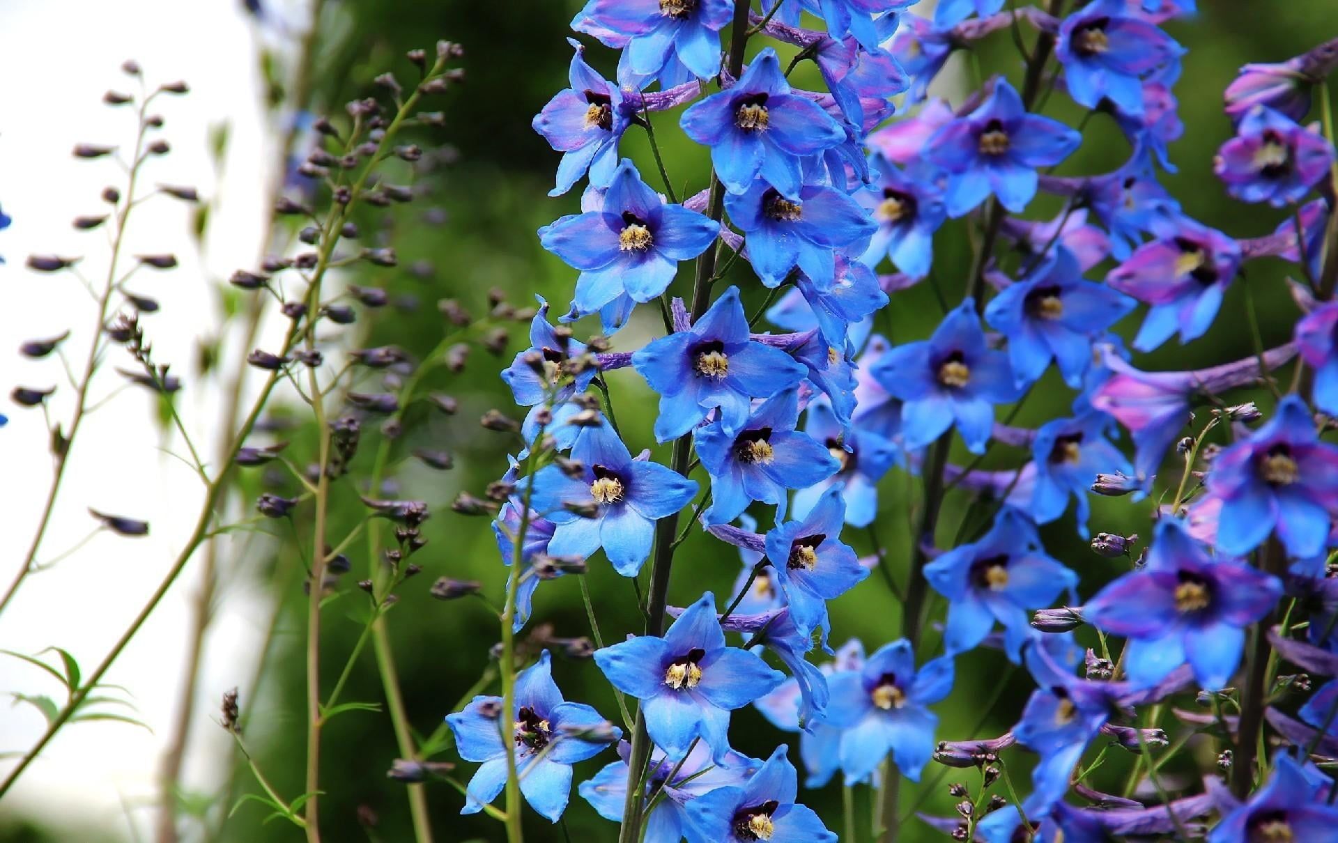 Blue Flower Petals Close Up HD Wallpaper Free Download
