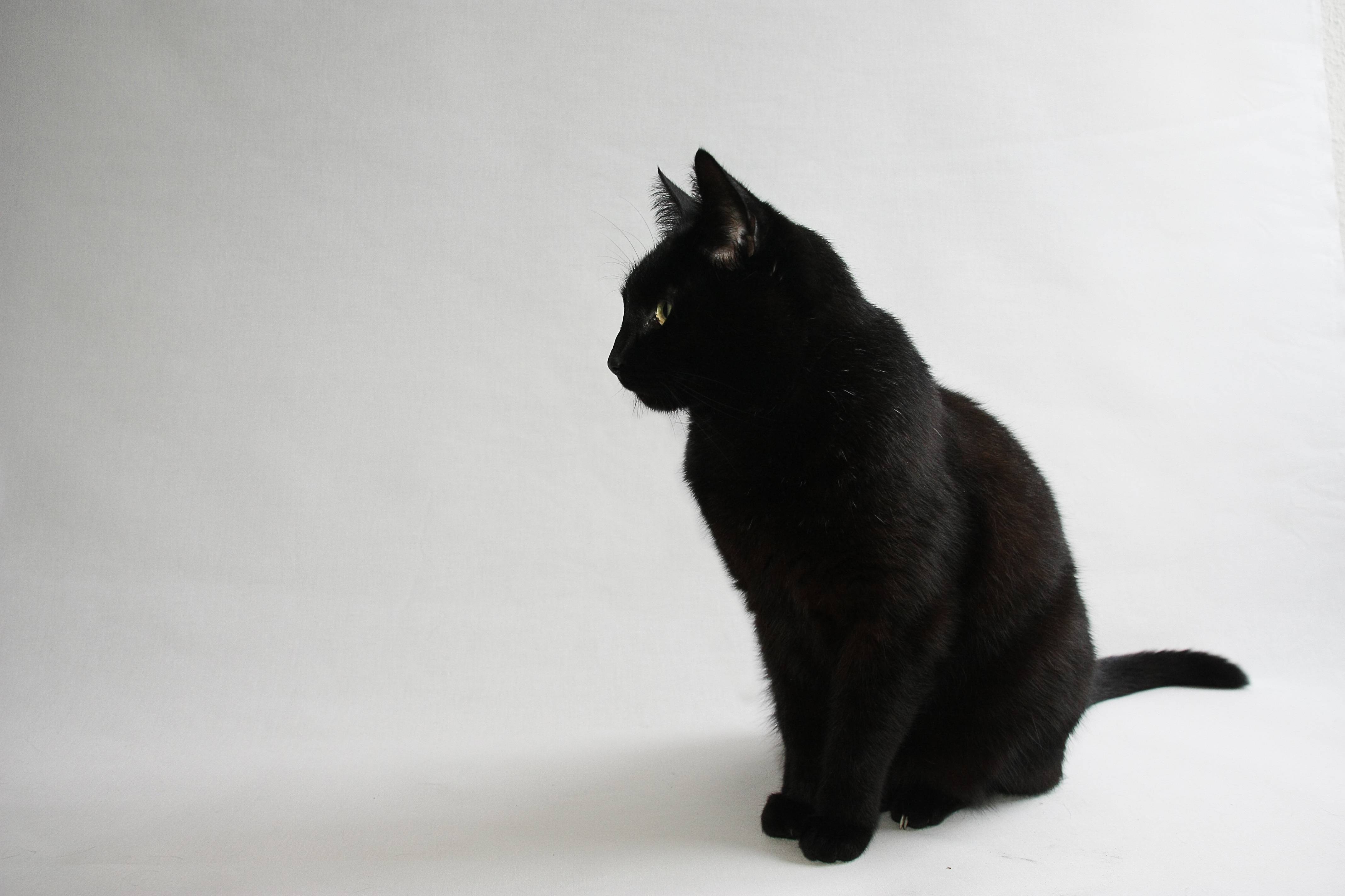 Black Cat Widescreen Wallpaper Cats Safe Halloween