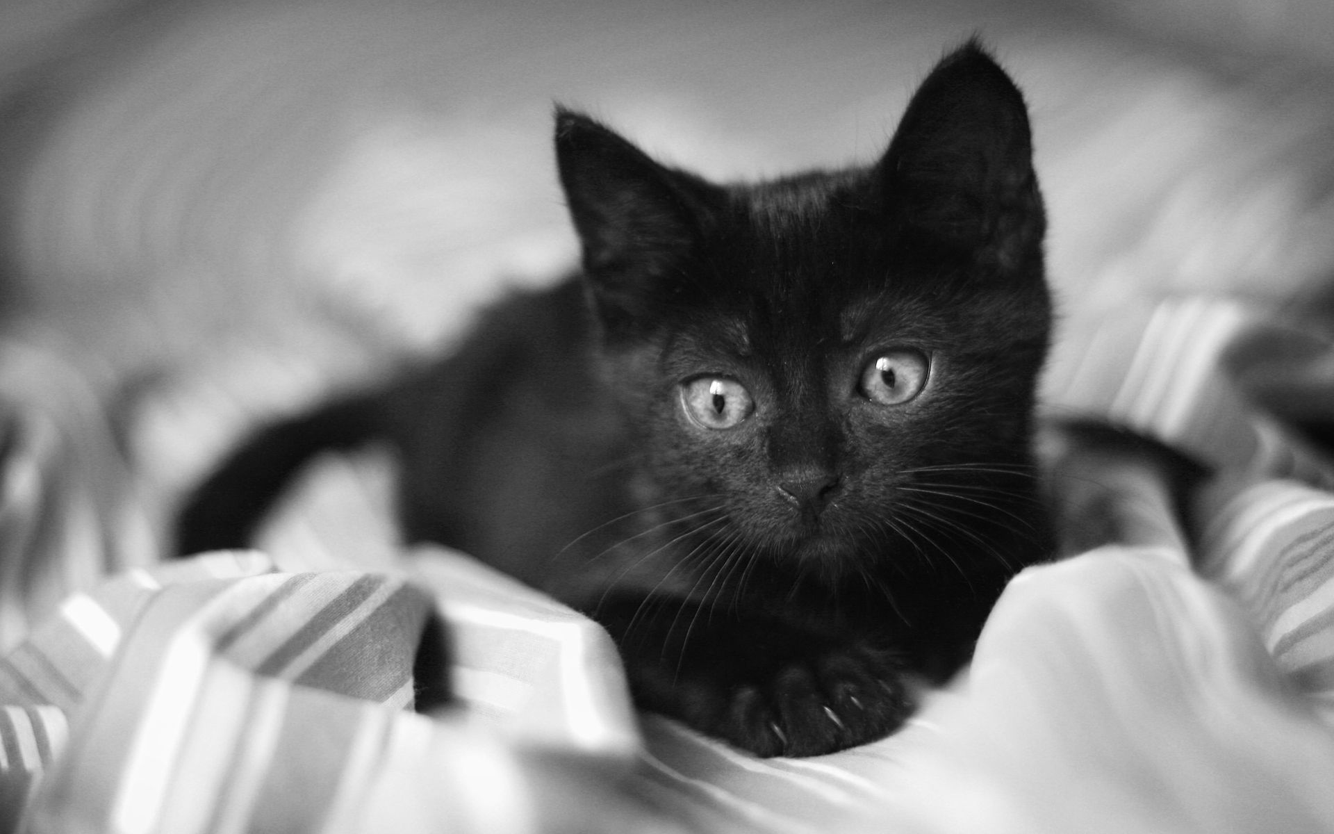 Cute Little Black Cat, HD Wallpaper & background Download