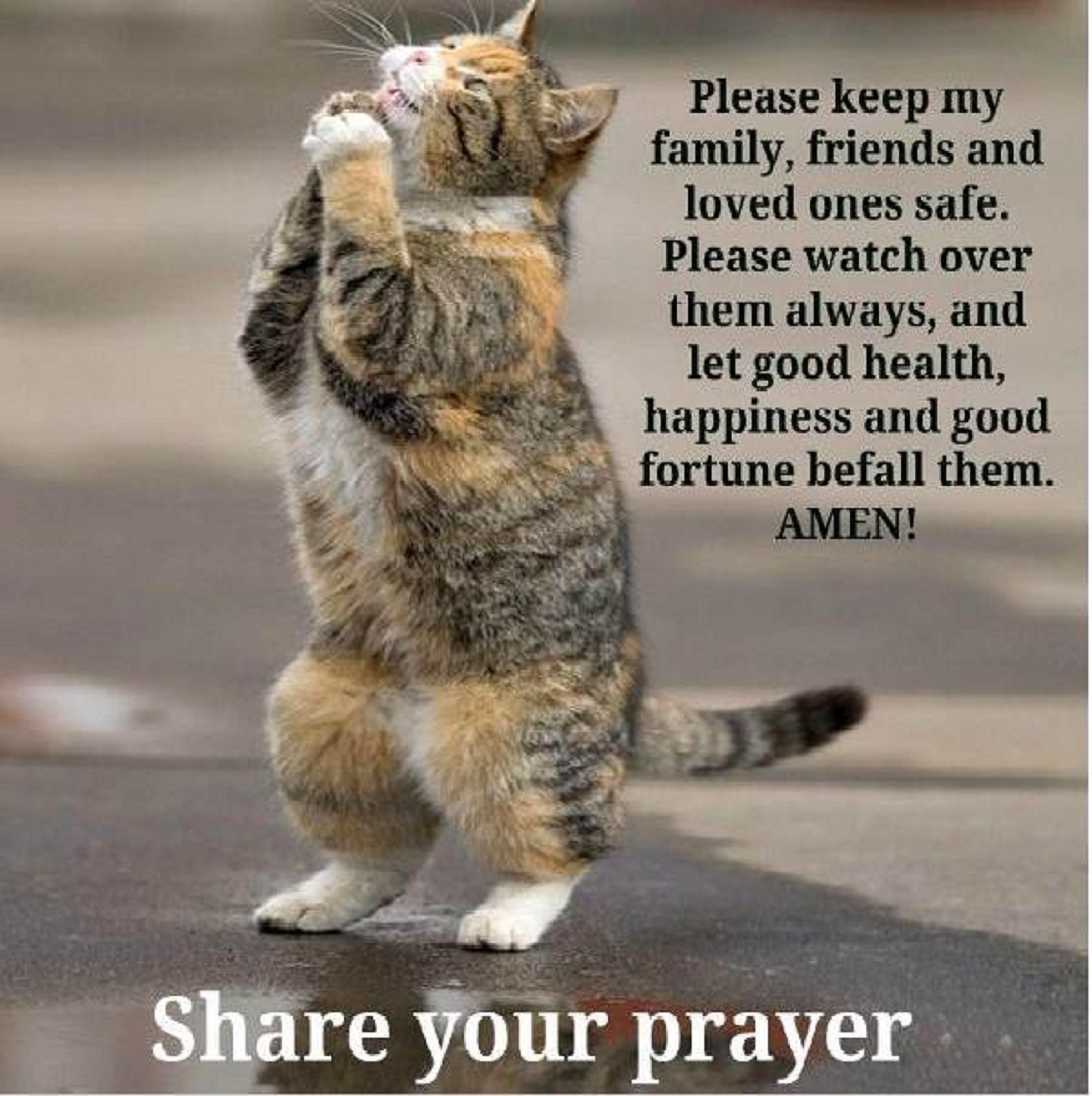 Cat Prayer Quotes. QuotesGram