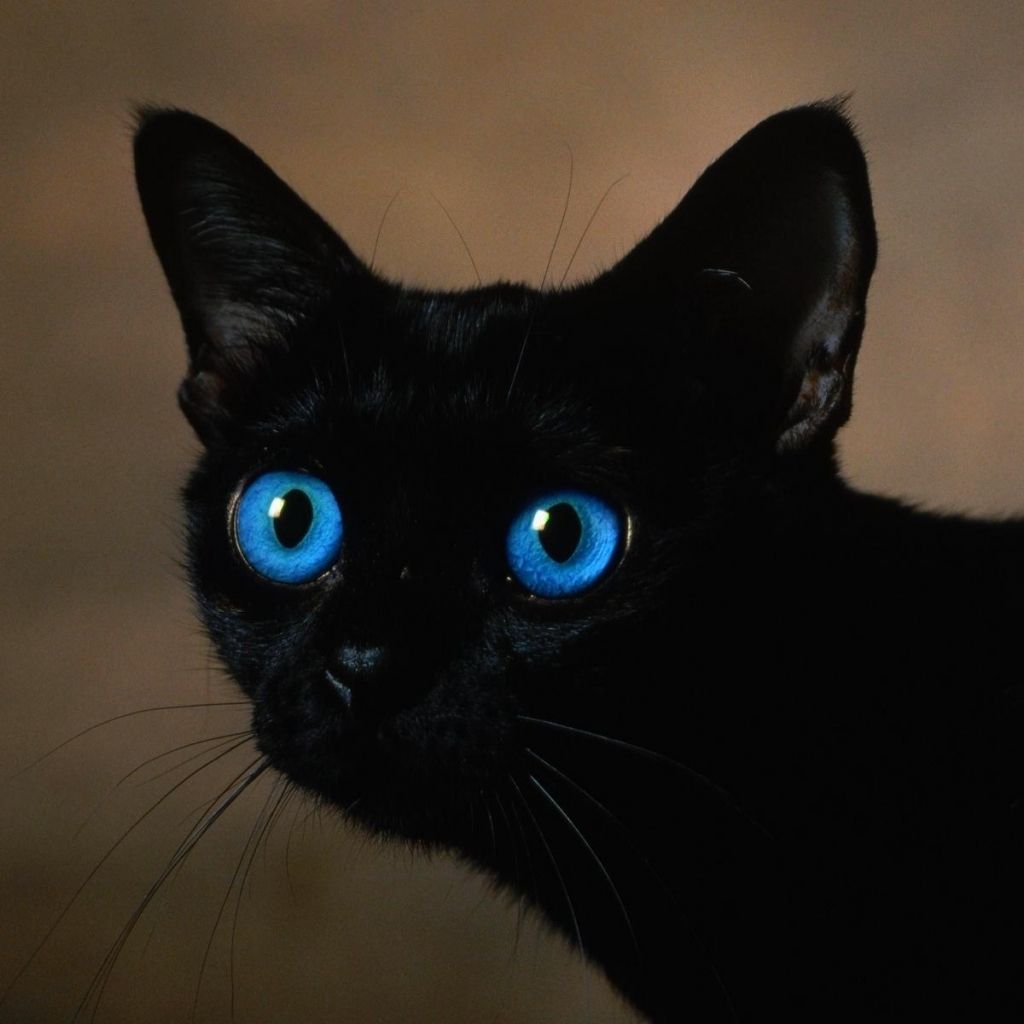 black kitten with blue eyes. black cat with blue eyes wallpaper
