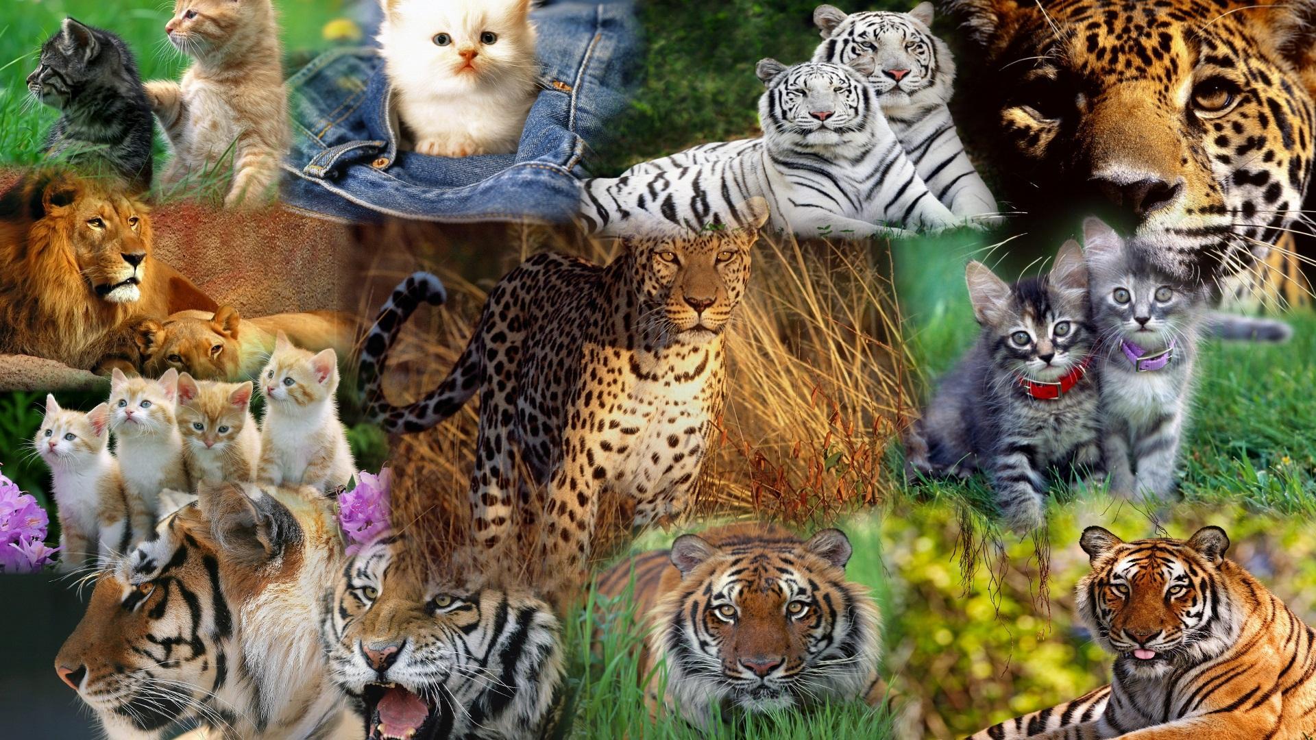Cats Cats Cats HD desktop wallpaper, Widescreen, High Definition