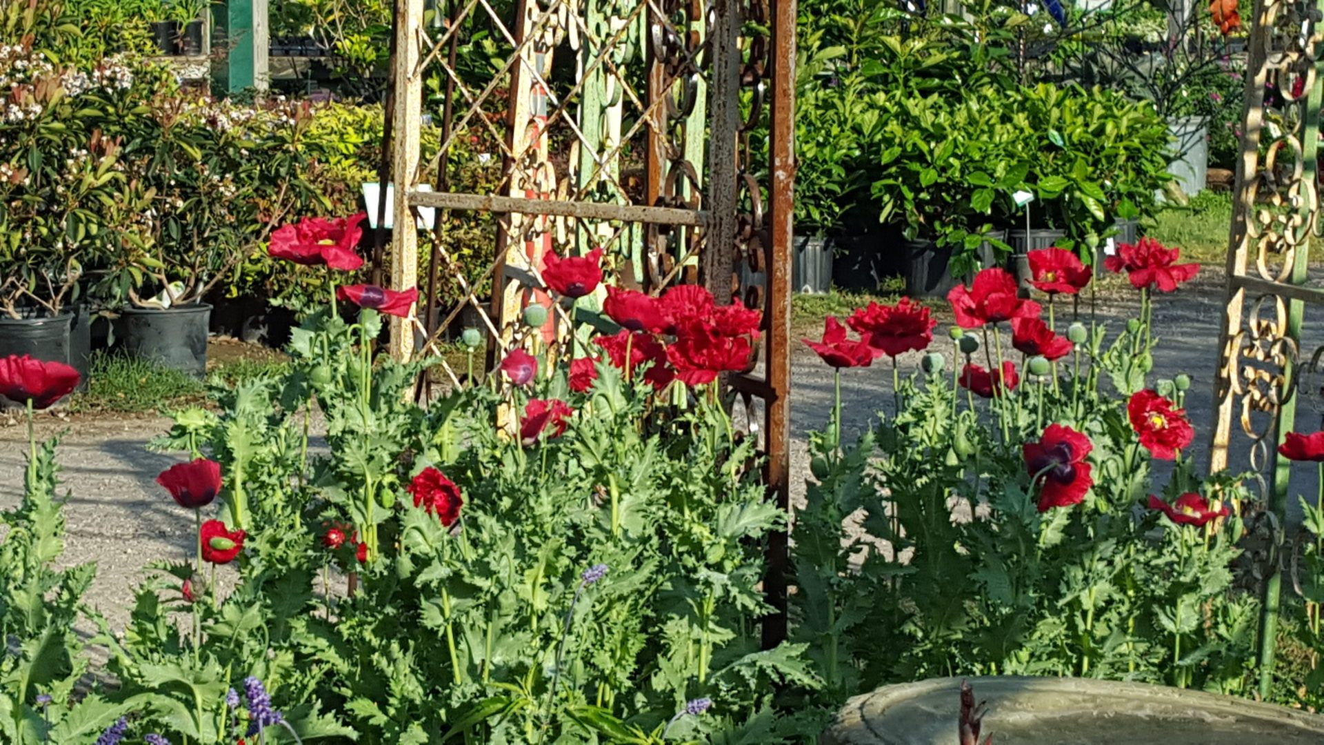 Plant Now for Spring Bloom! Poppies, Delphinium, and Larkspur