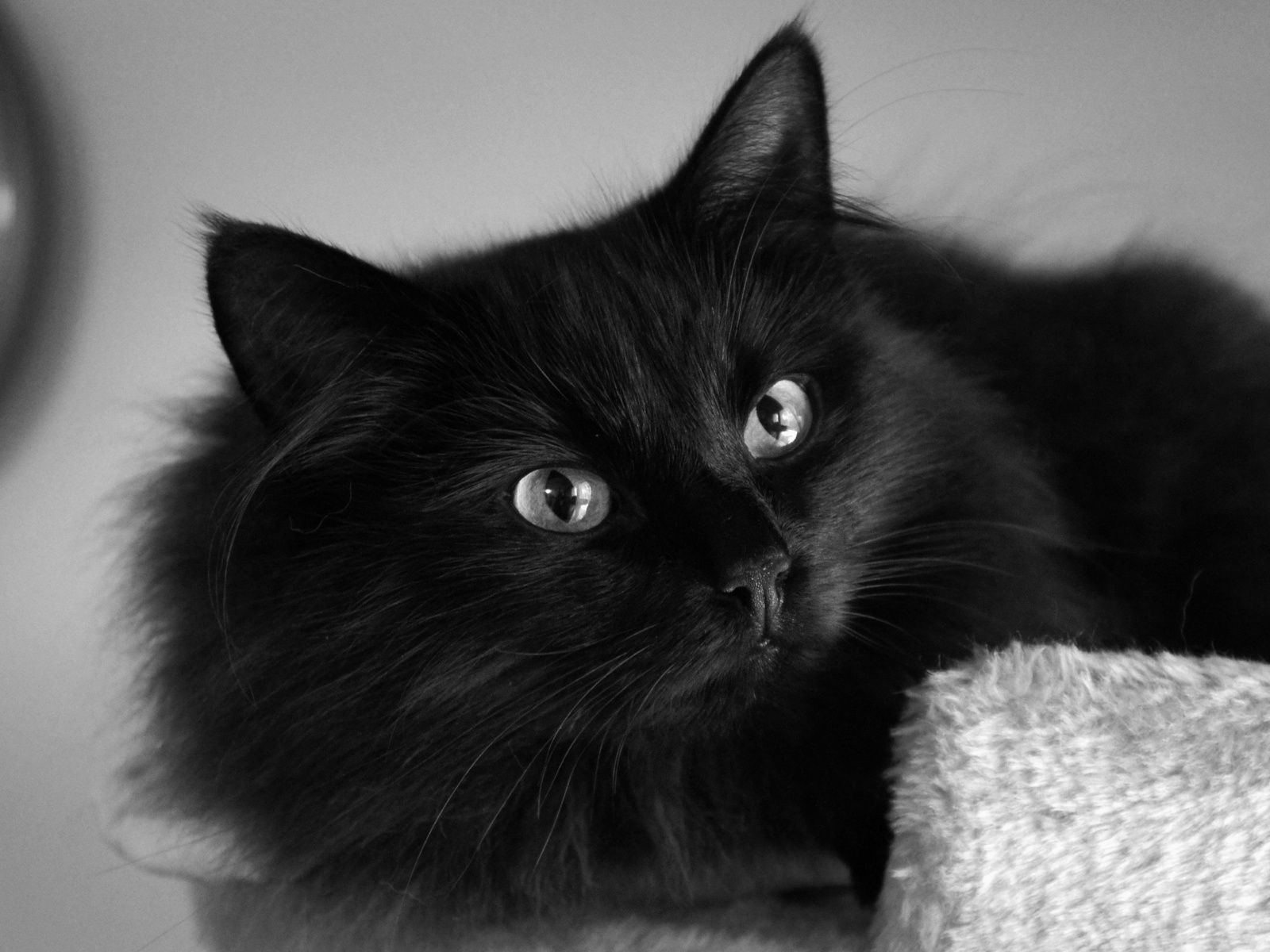 Beautiful Black Cats. Beautiful fluffy black cat wallpaper