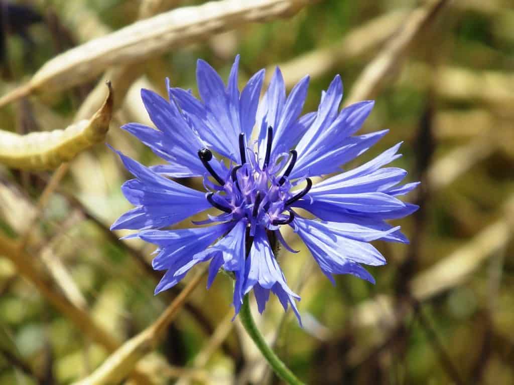 Types of Blue Flowers with Picture