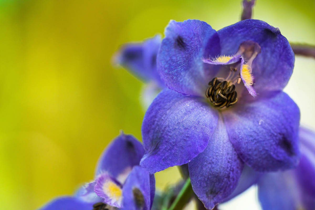 WILD DELPHINIUM GOODIES