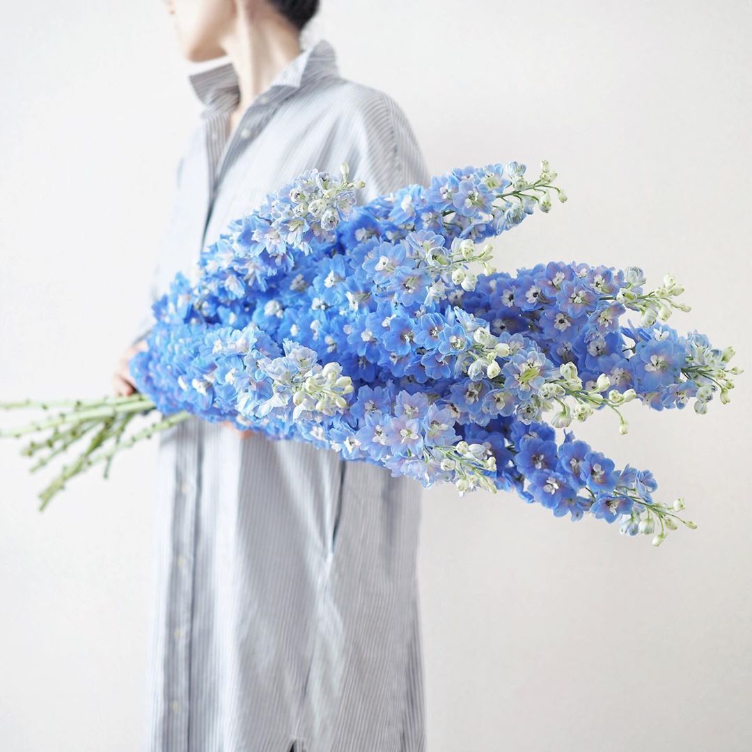 Stunning blue delphiniums on Instagram