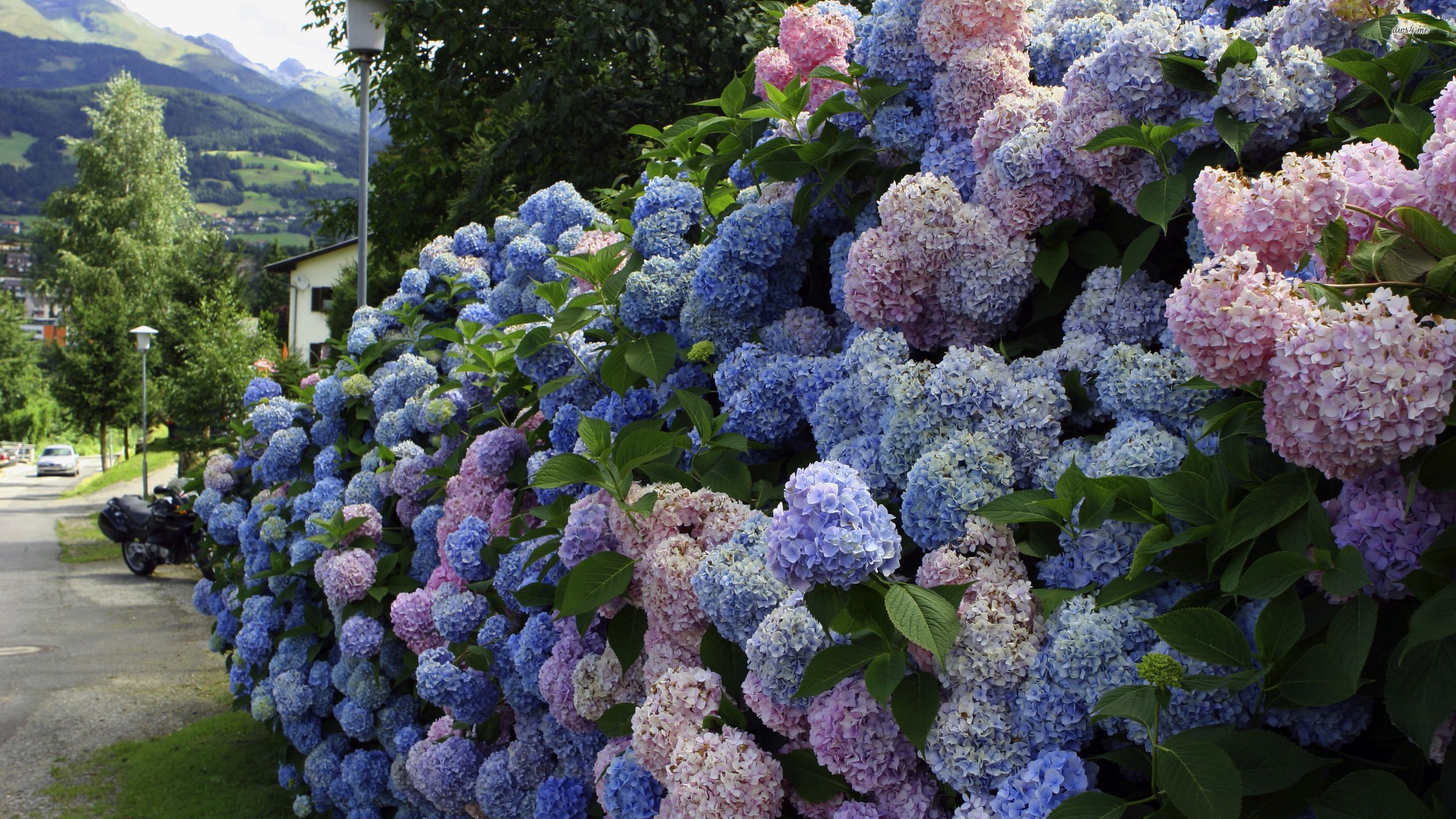 Hydrangea Computer Wallpapers Wallpaper Cave