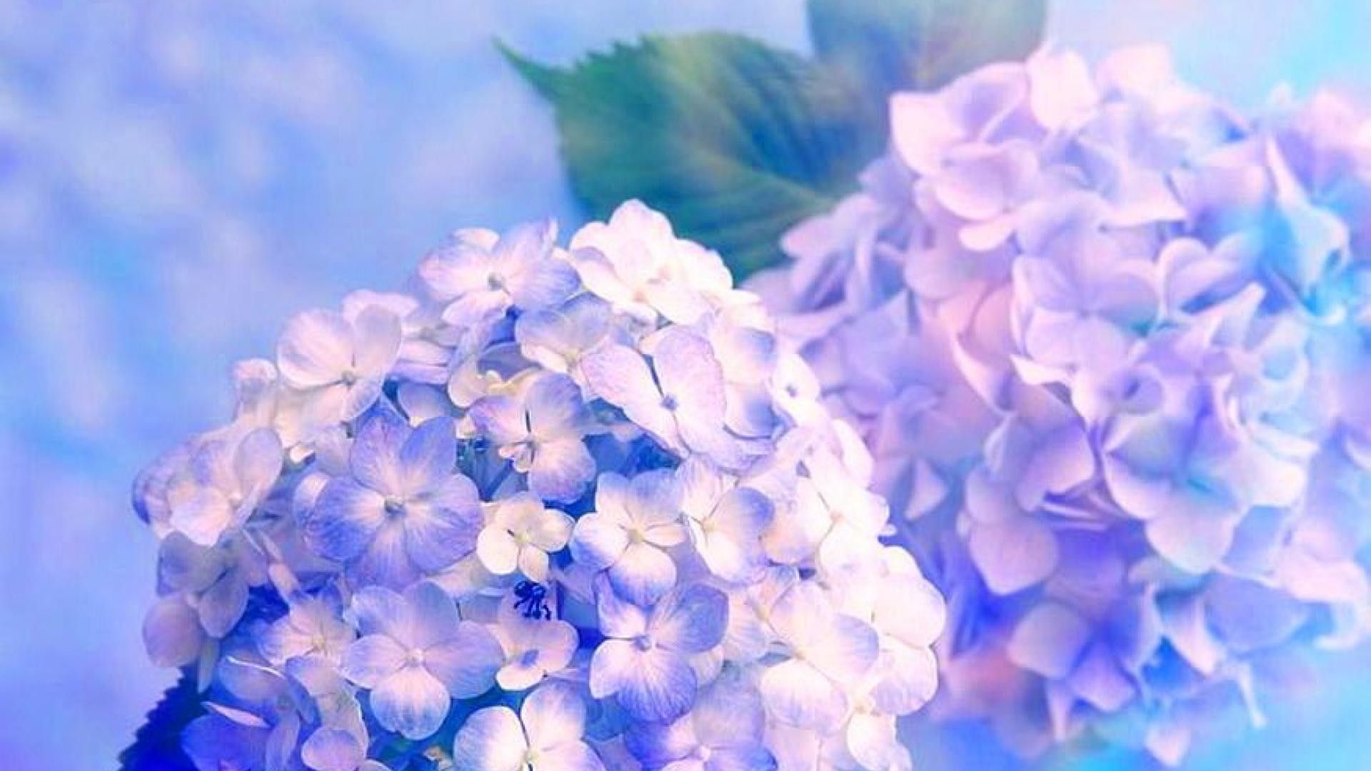 Hydrangea Computer Wallpapers Wallpaper Cave