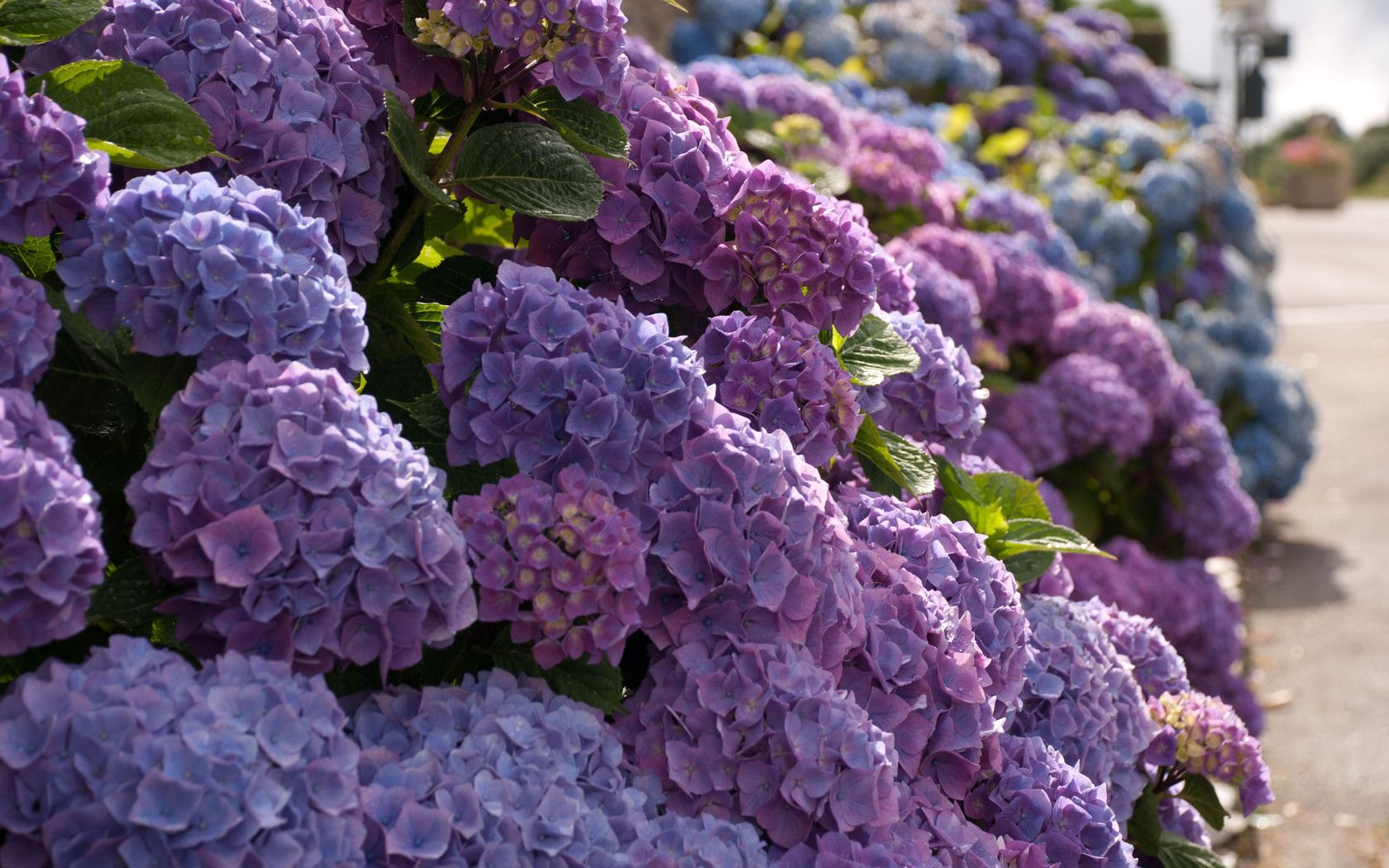 Hydrangea Wallpaper For Computer